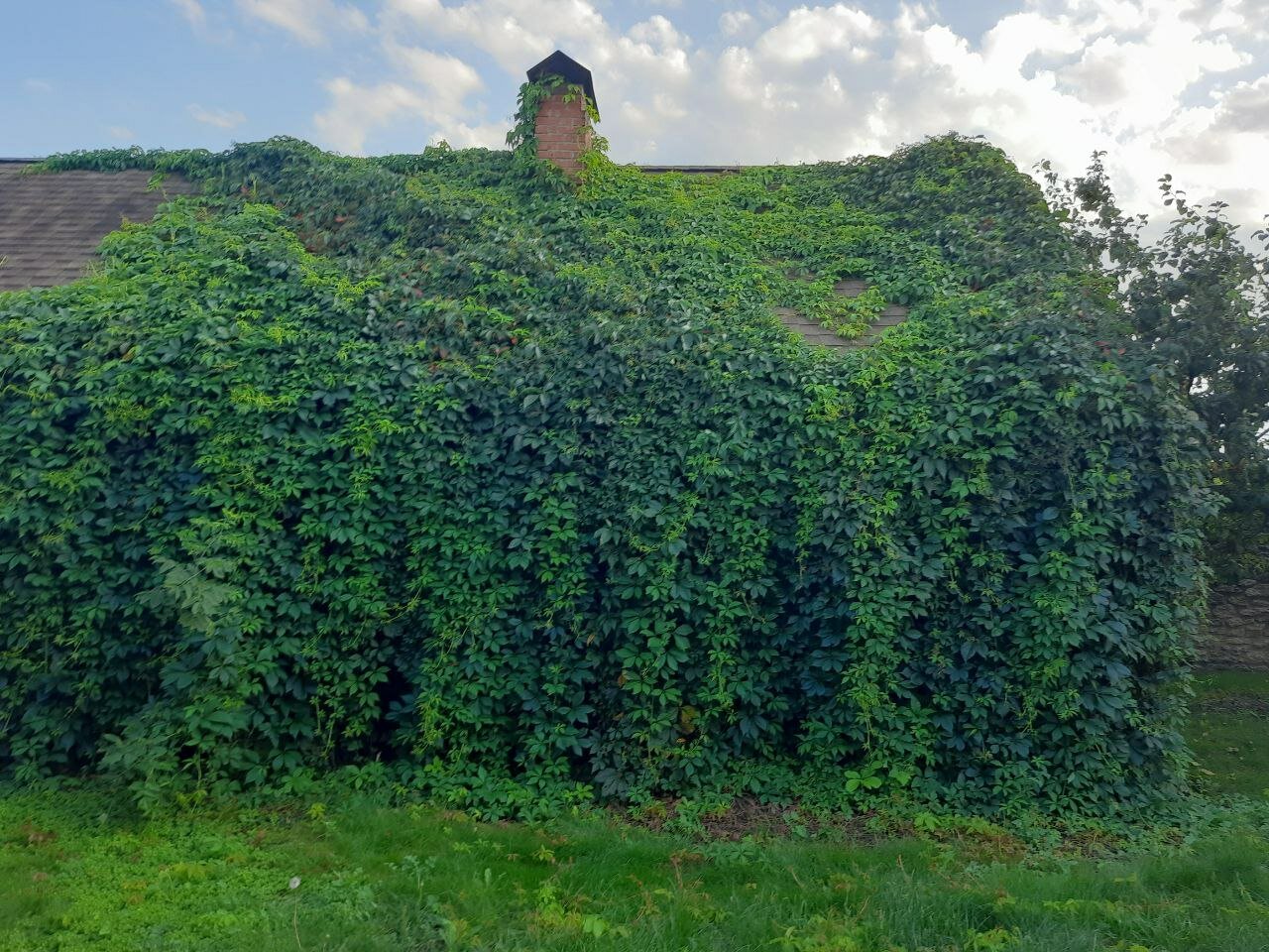 Фото Мальвы