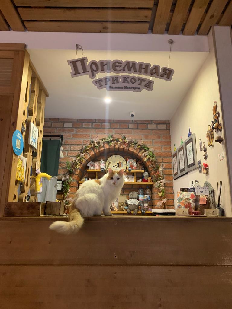 Фото Три кота