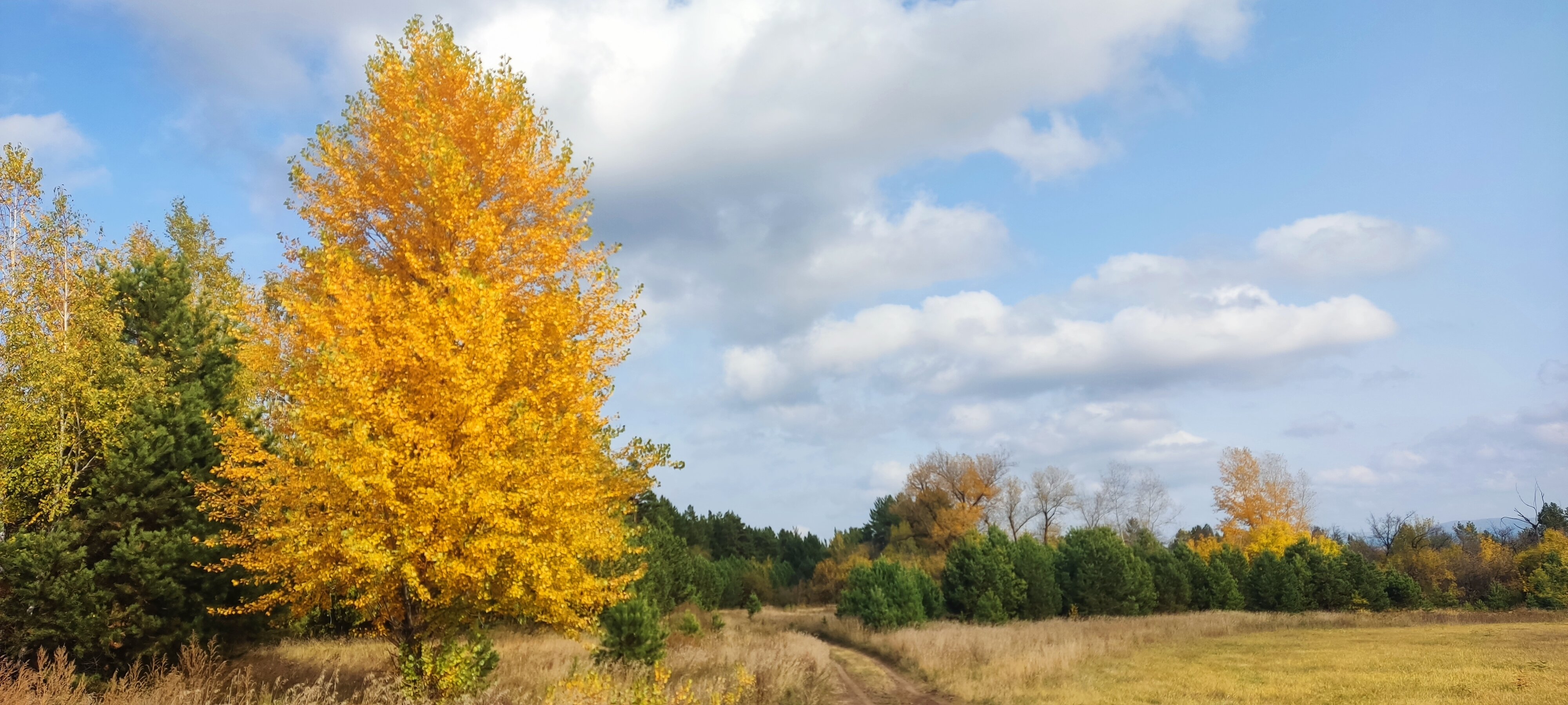 Фото Сосновый бор