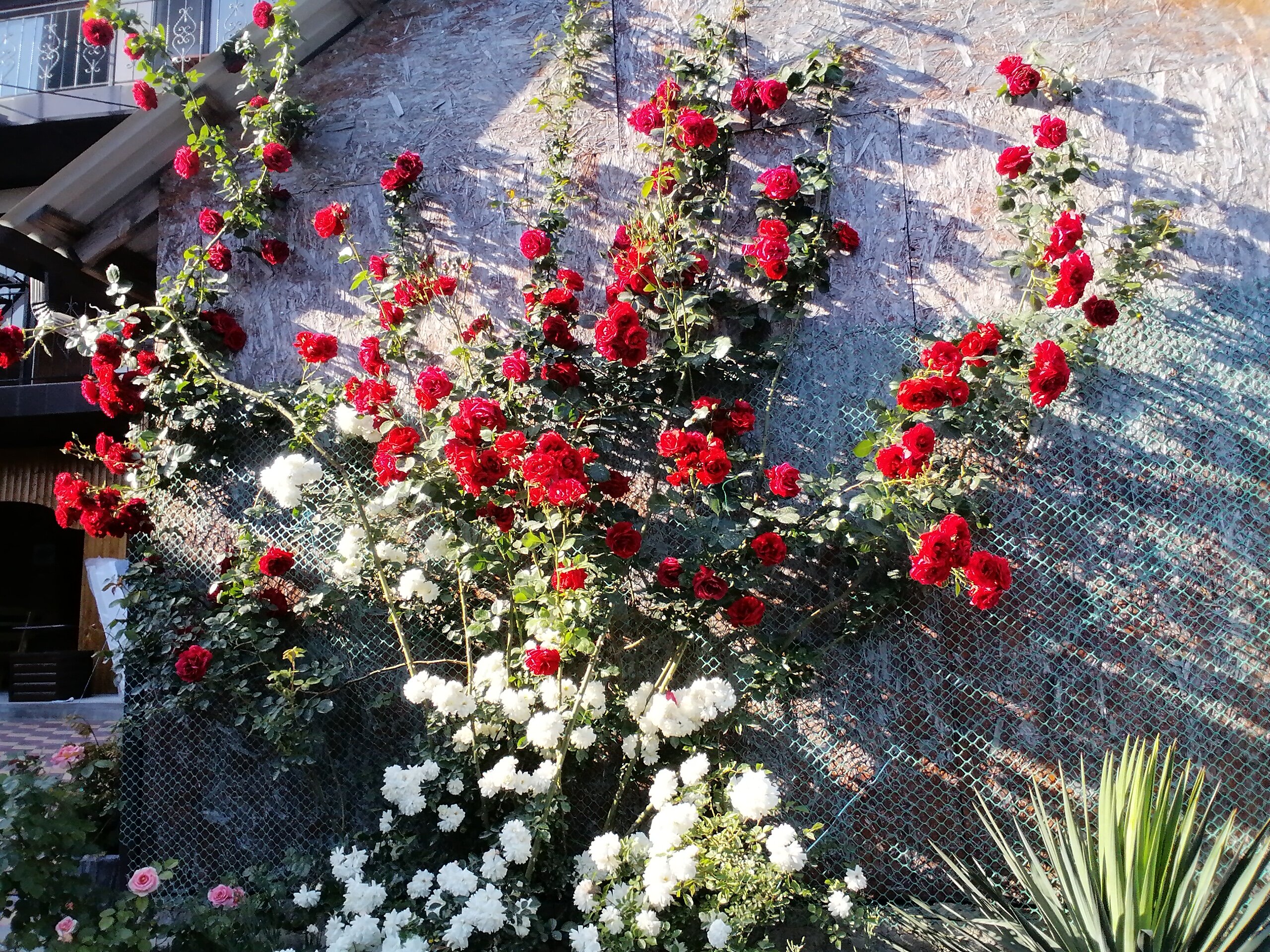 Фото Санрайз