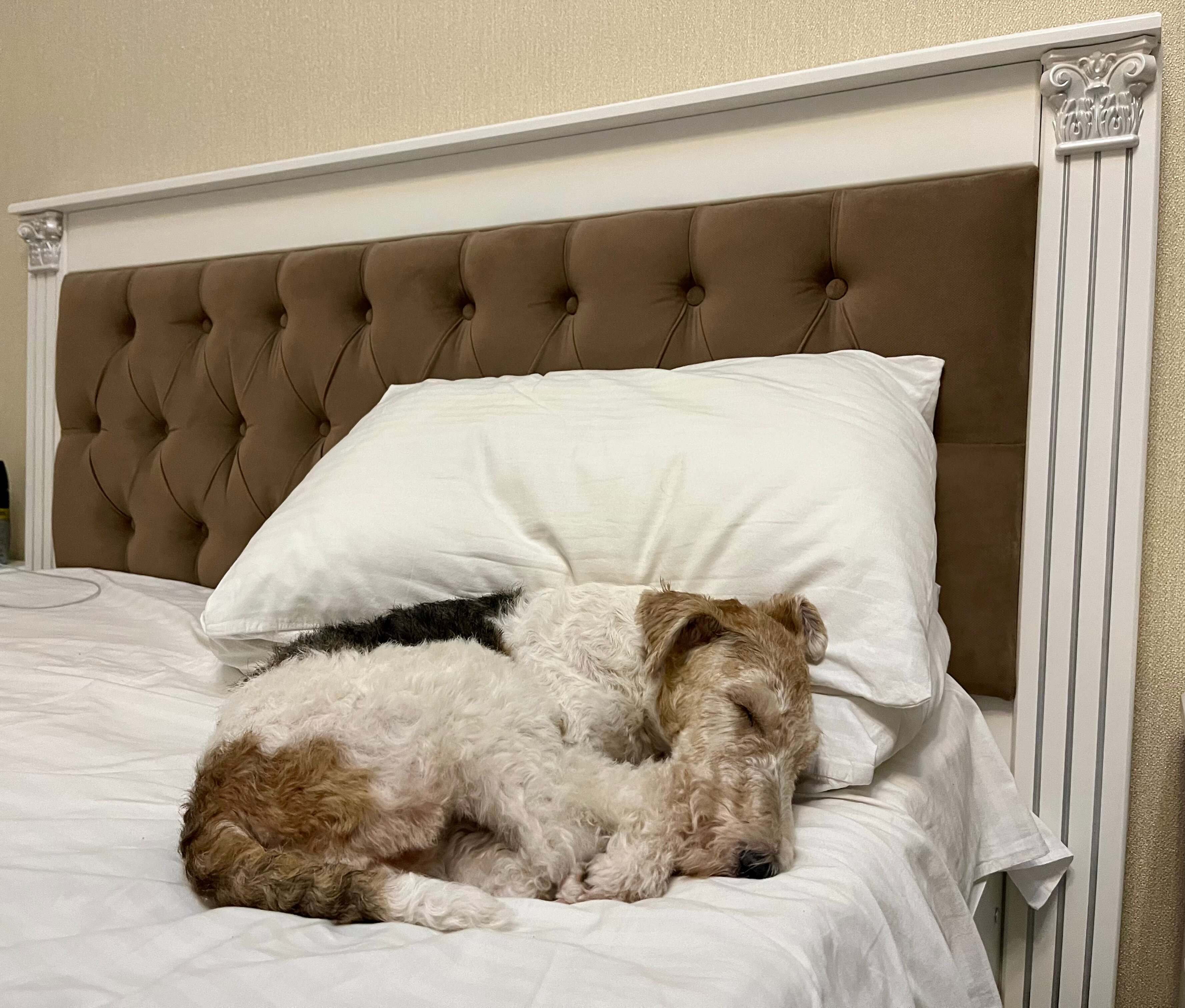 Фото Роза Ветров