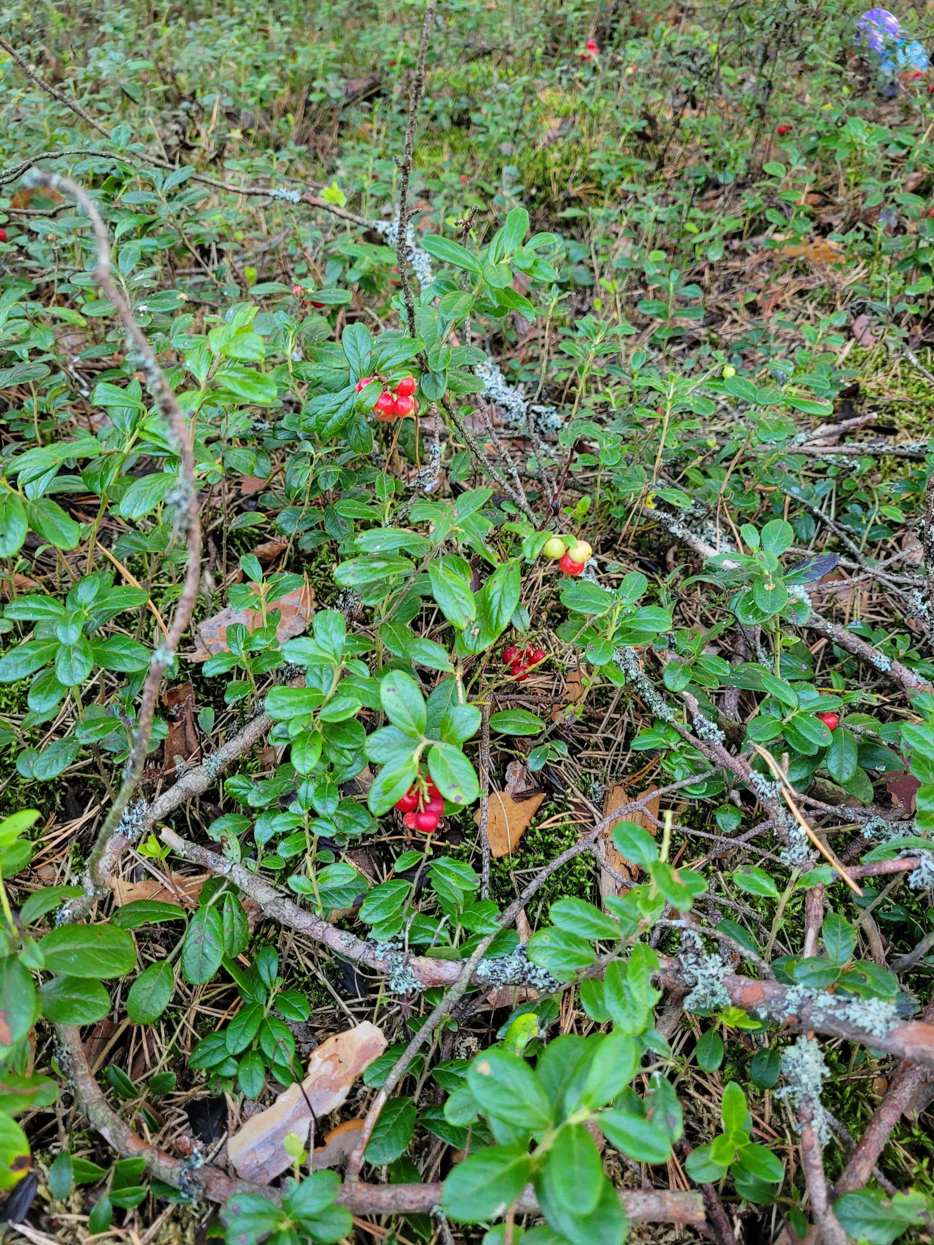 Фото Домик в лесу.76