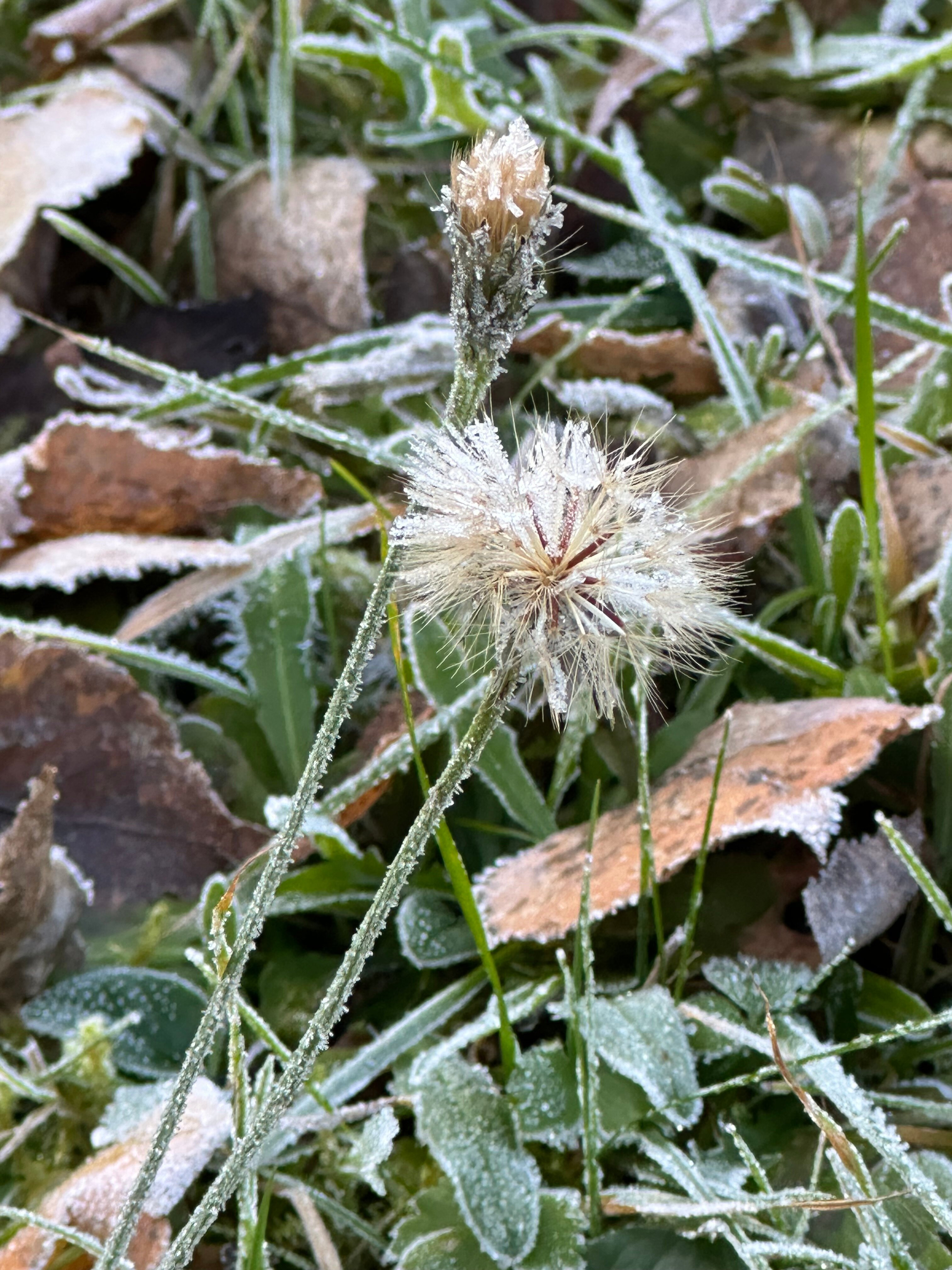 Фото Forest Park