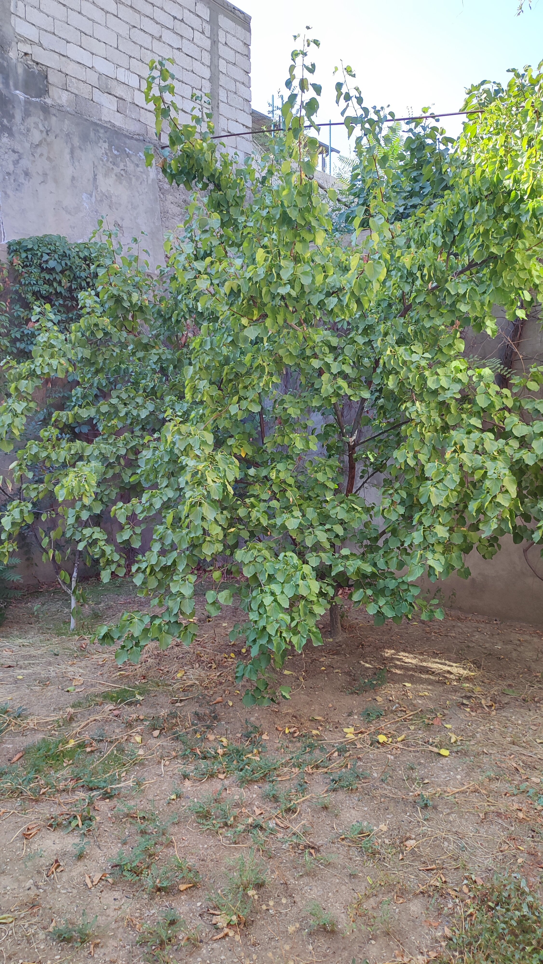 Фото Comfort House