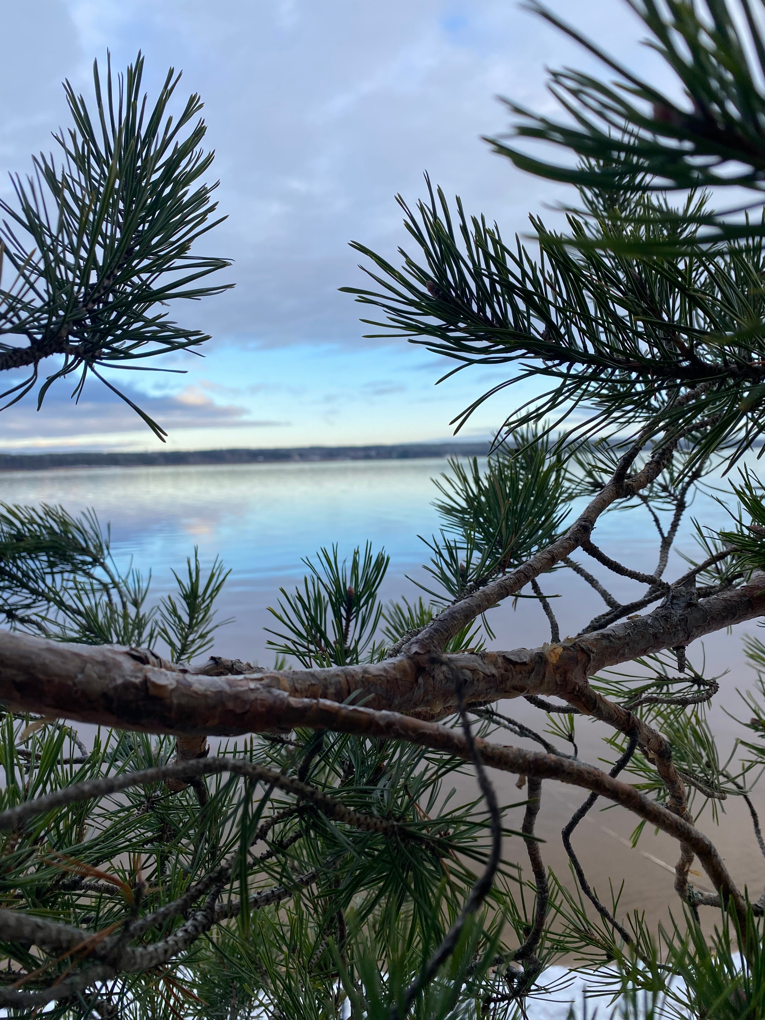 Фото Брусника