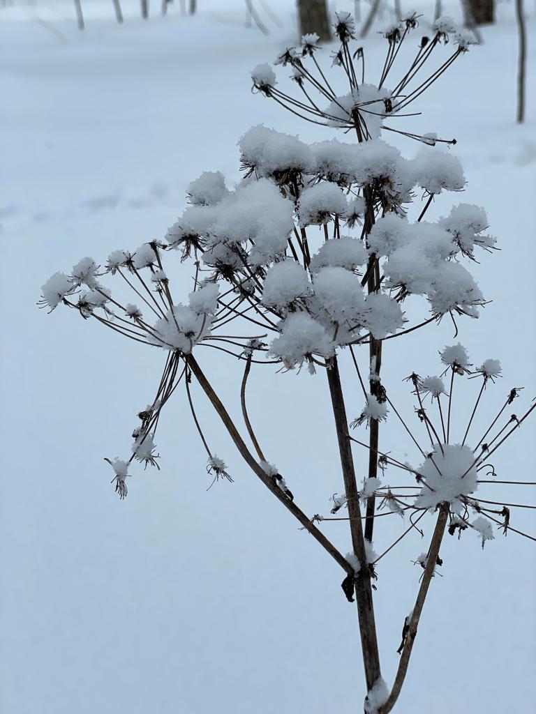 Фото Любимый в Любаново