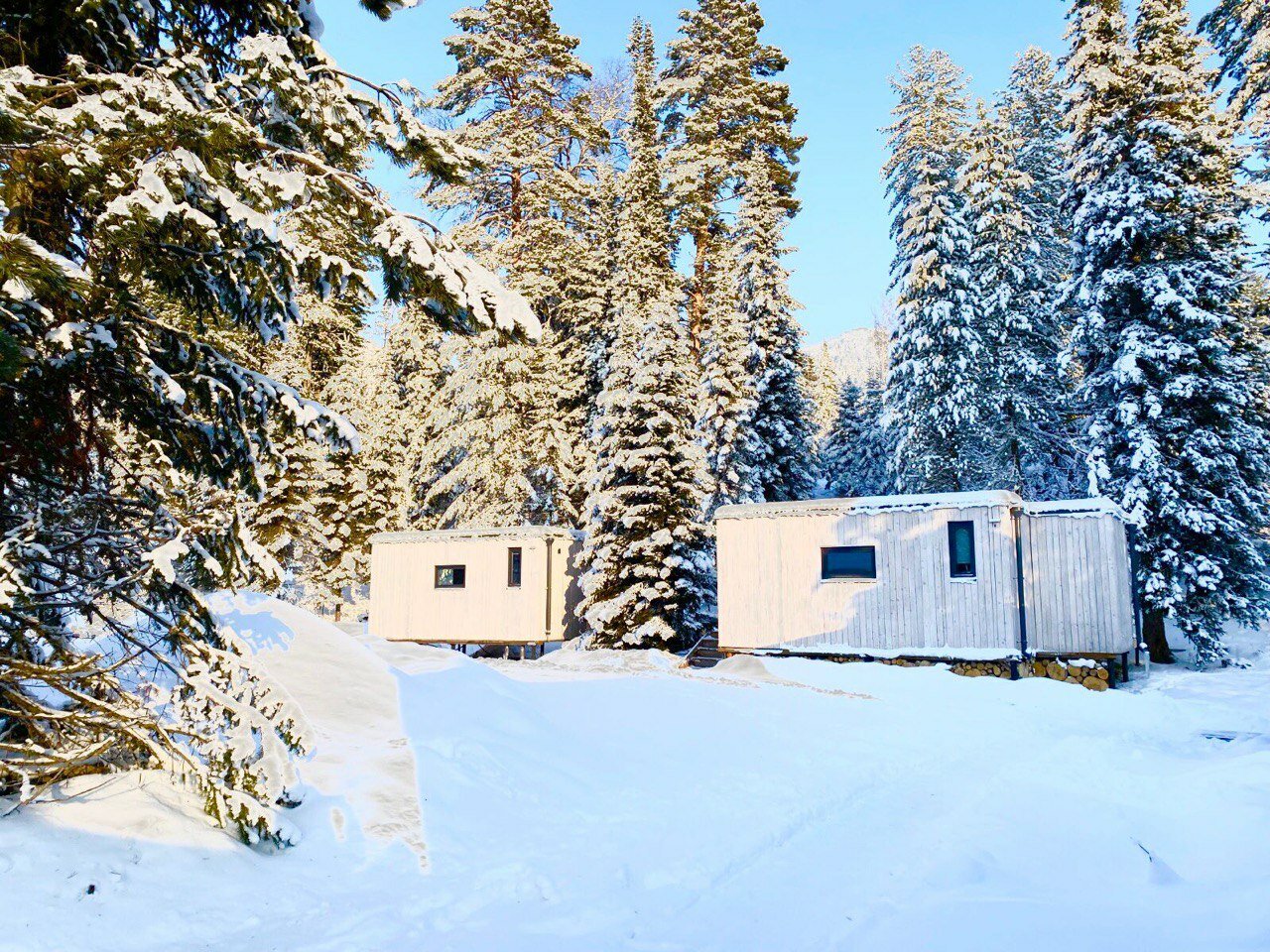 Фото Телецкое золотое