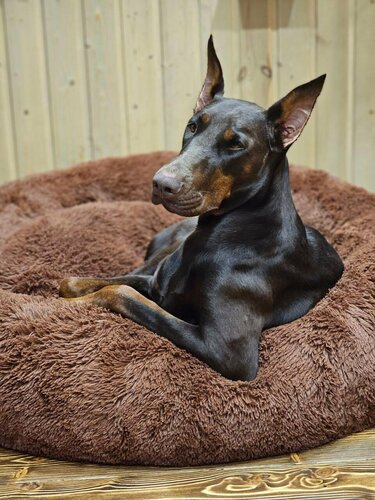 Guardian kennel clearance