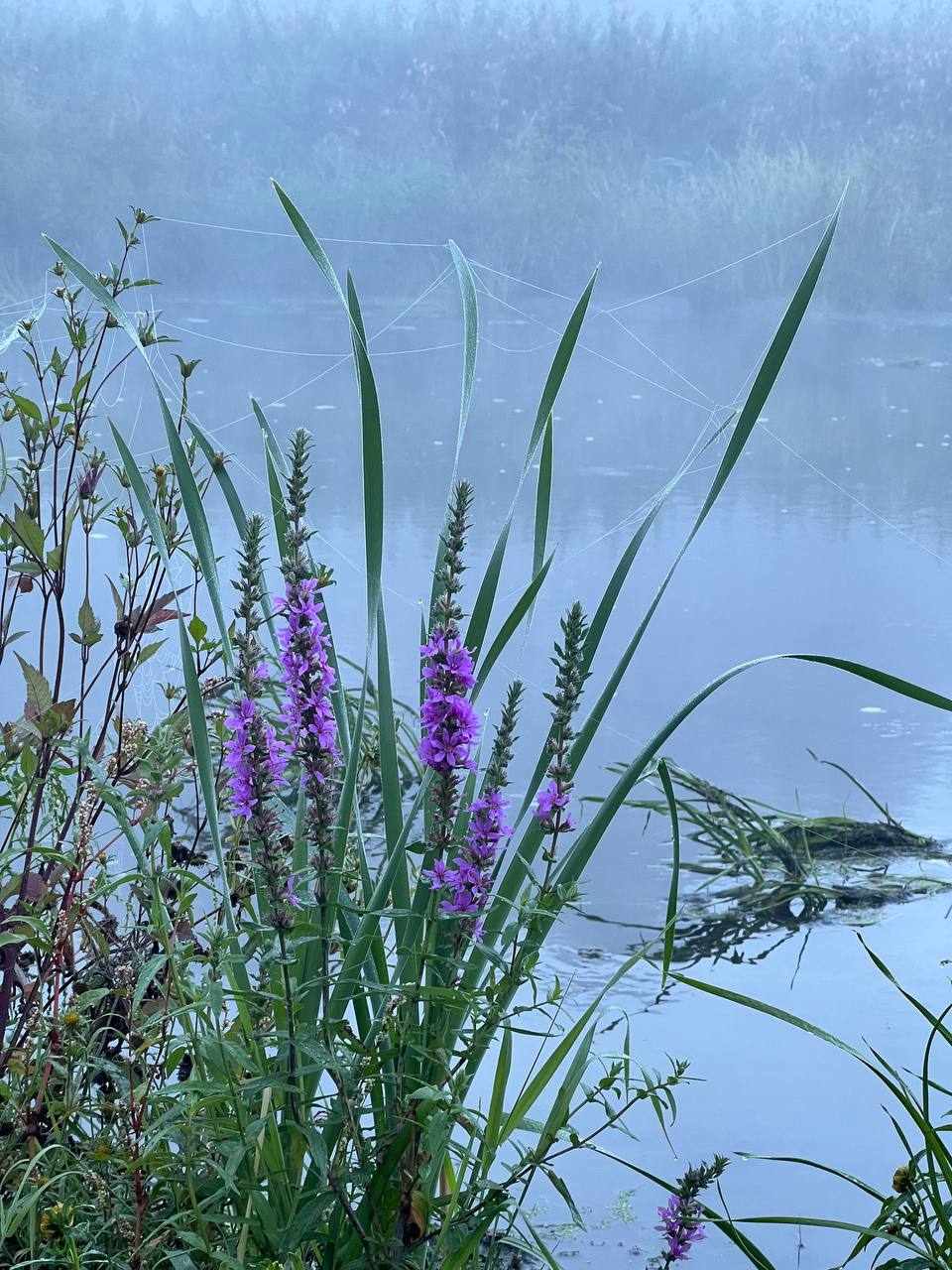 Фото Суеты. нет