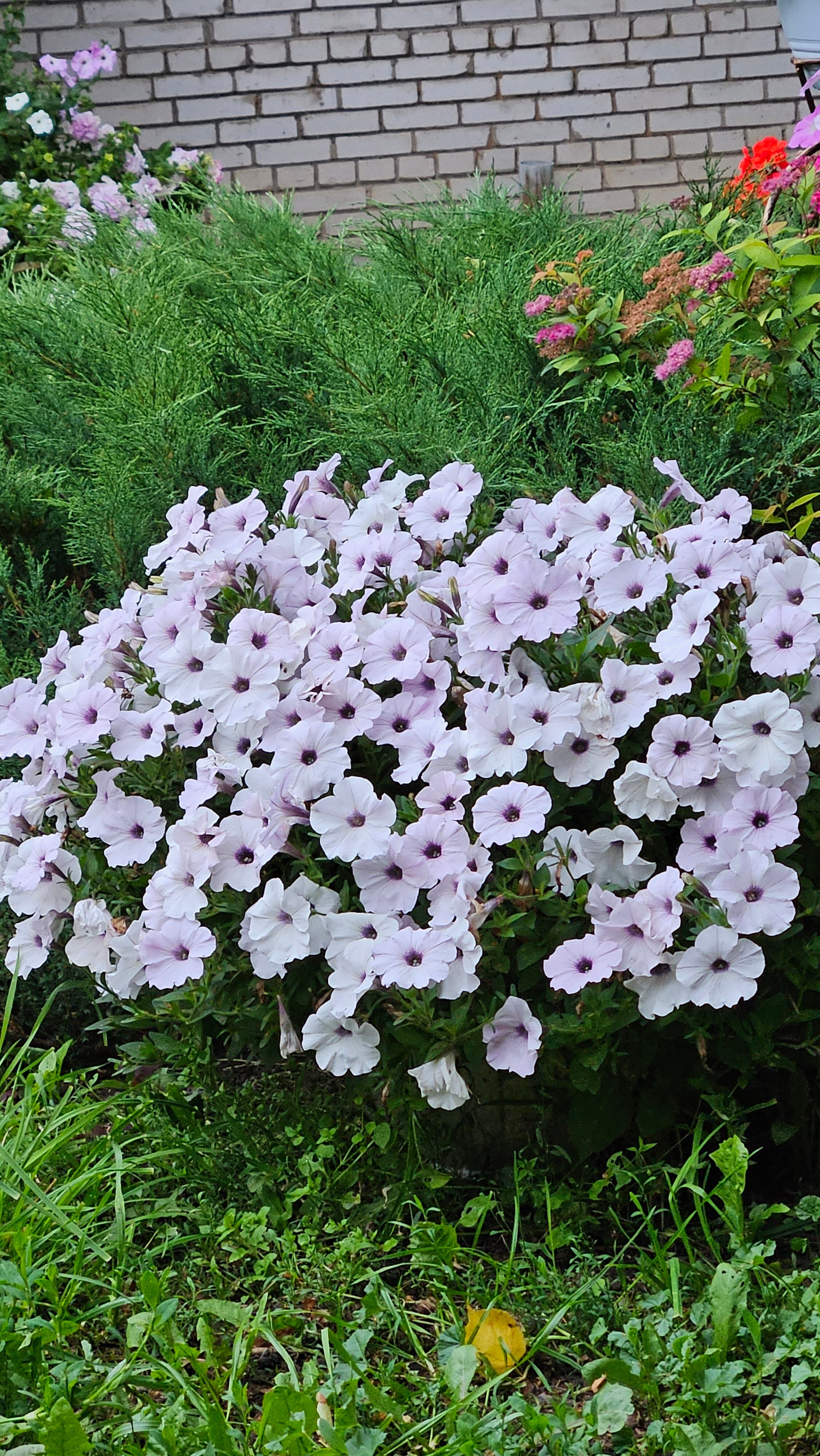 Фото Августин