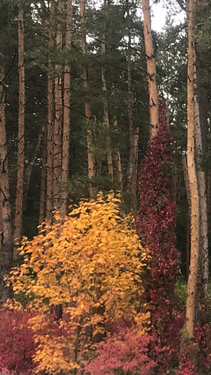 Фото Оптинадом