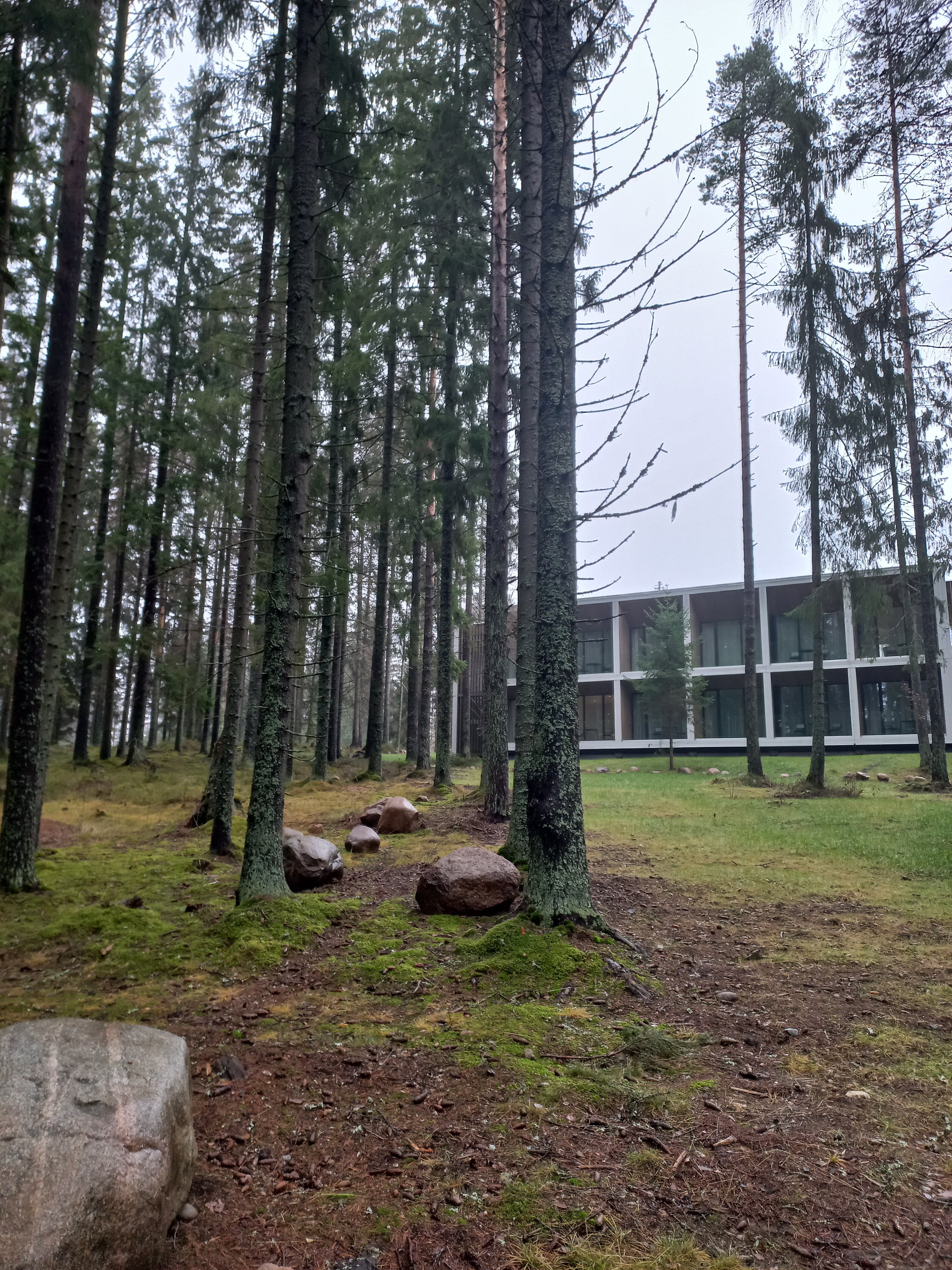 Фото Черника