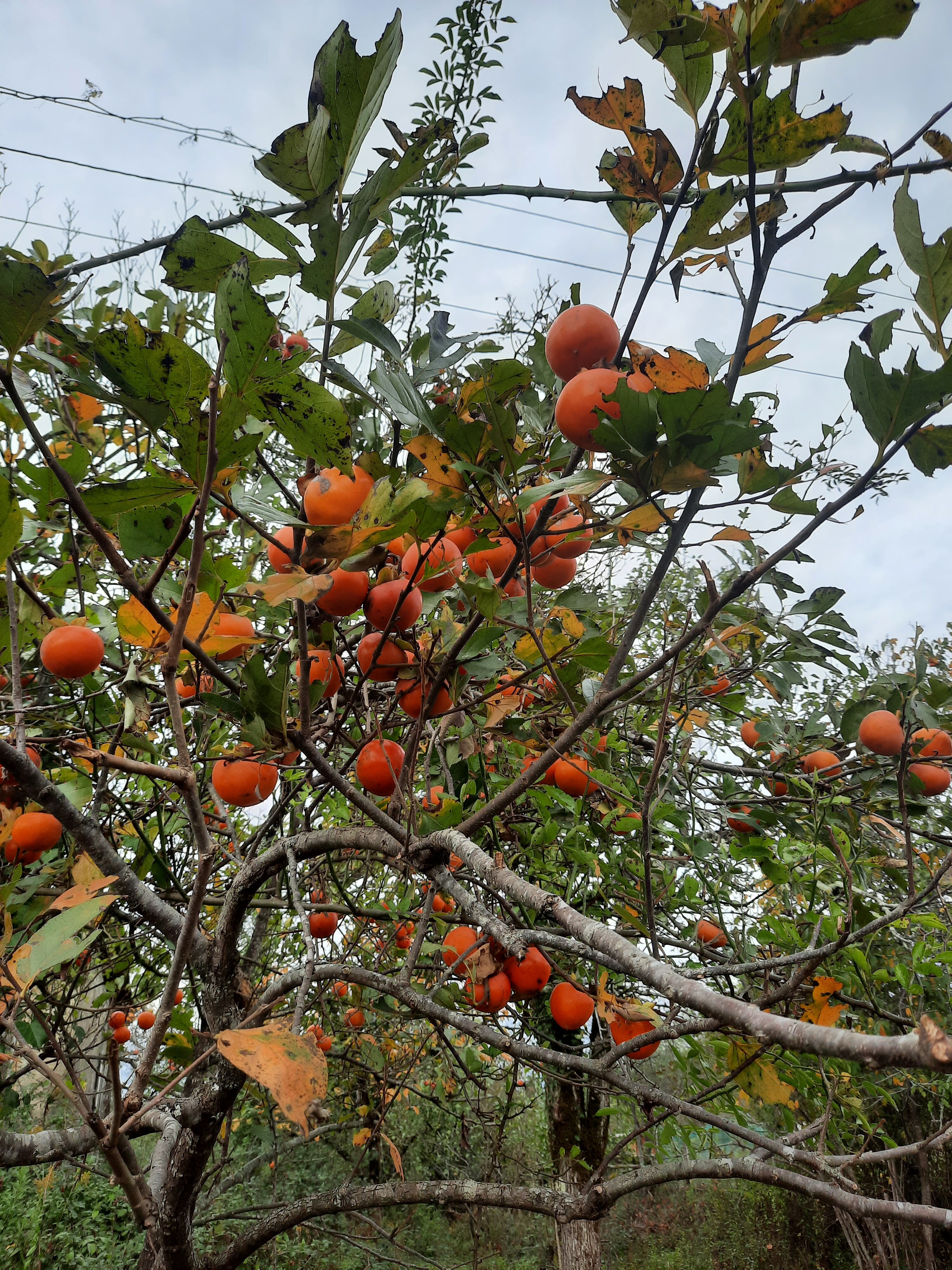 Фото Черноморская жемчужина