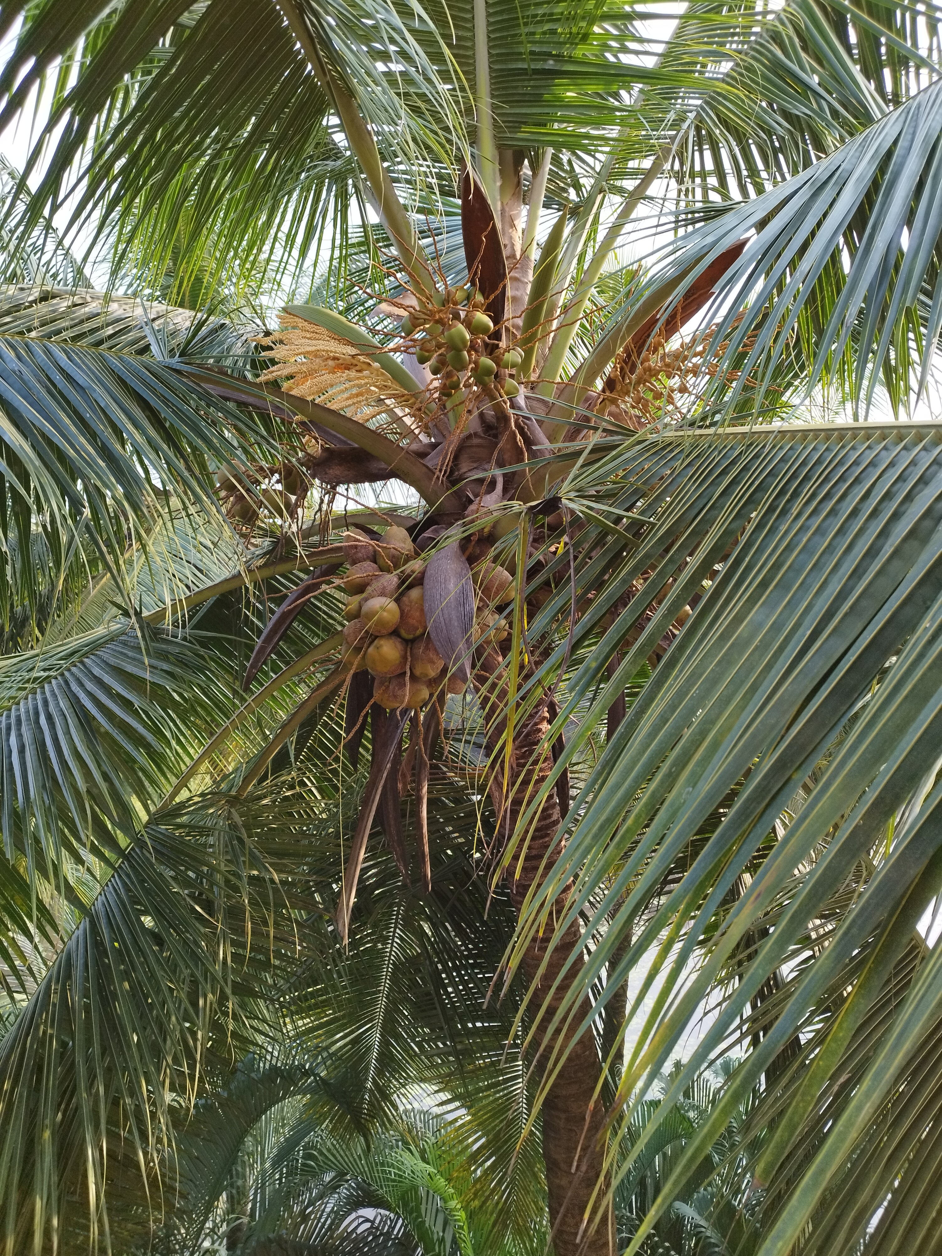 Фото Oyo 5583 Alagoa Resort