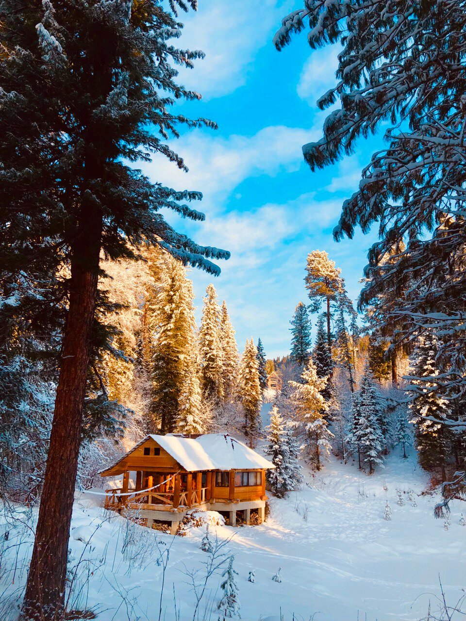 Фото Телецкое золотое