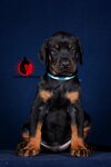 Guardian Sunrise Kennel (sadovoye tovarishchestvo Veteran, Ryabinovaya ulitsa, 228) ، مربي الحيوانات