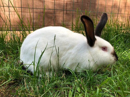Дом в аренду Шеремет в Химках