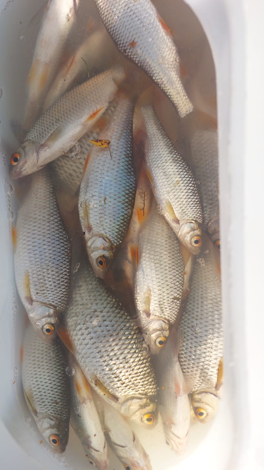 Фото Большая Волга