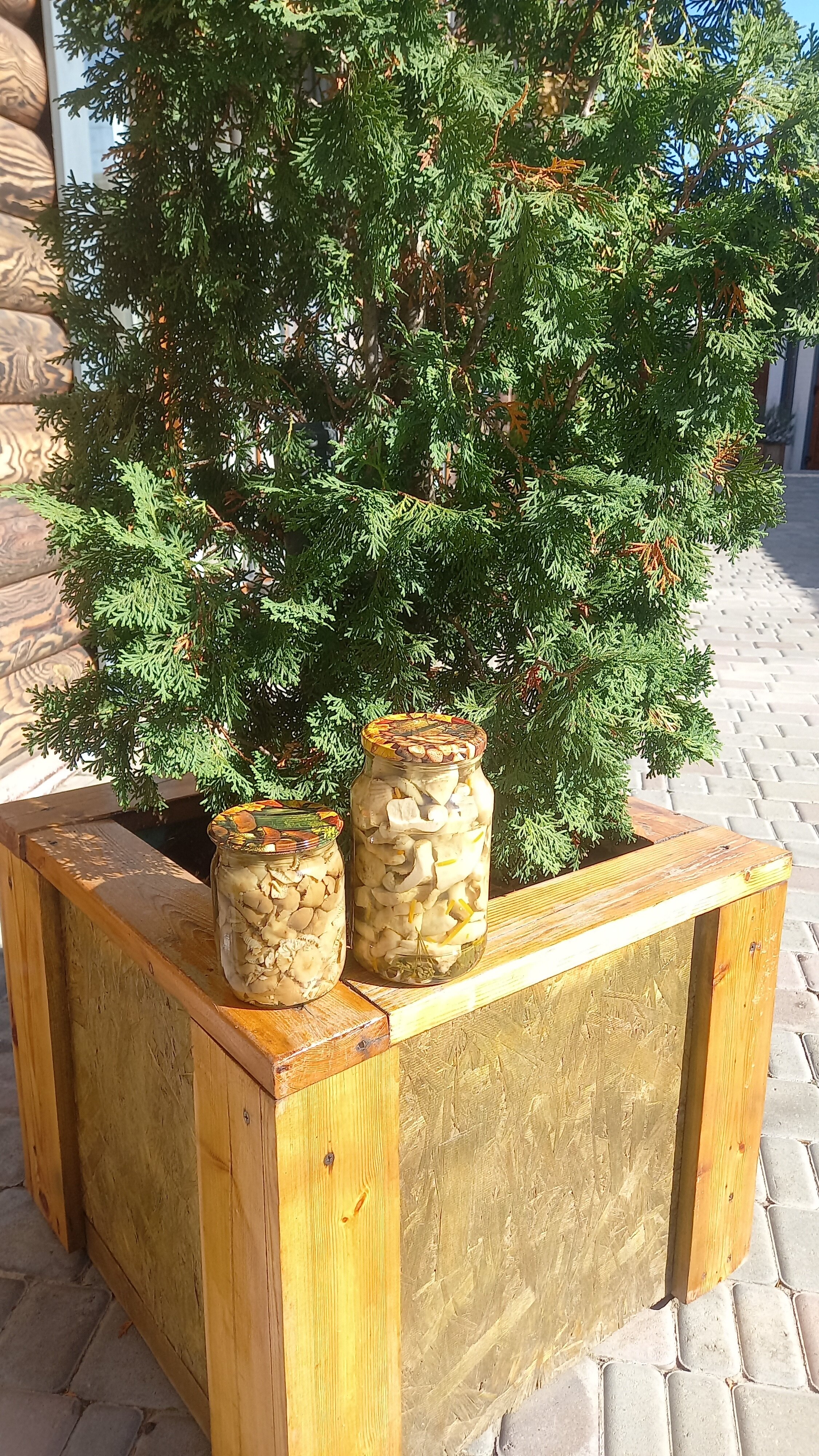 Фото Золотой дуб