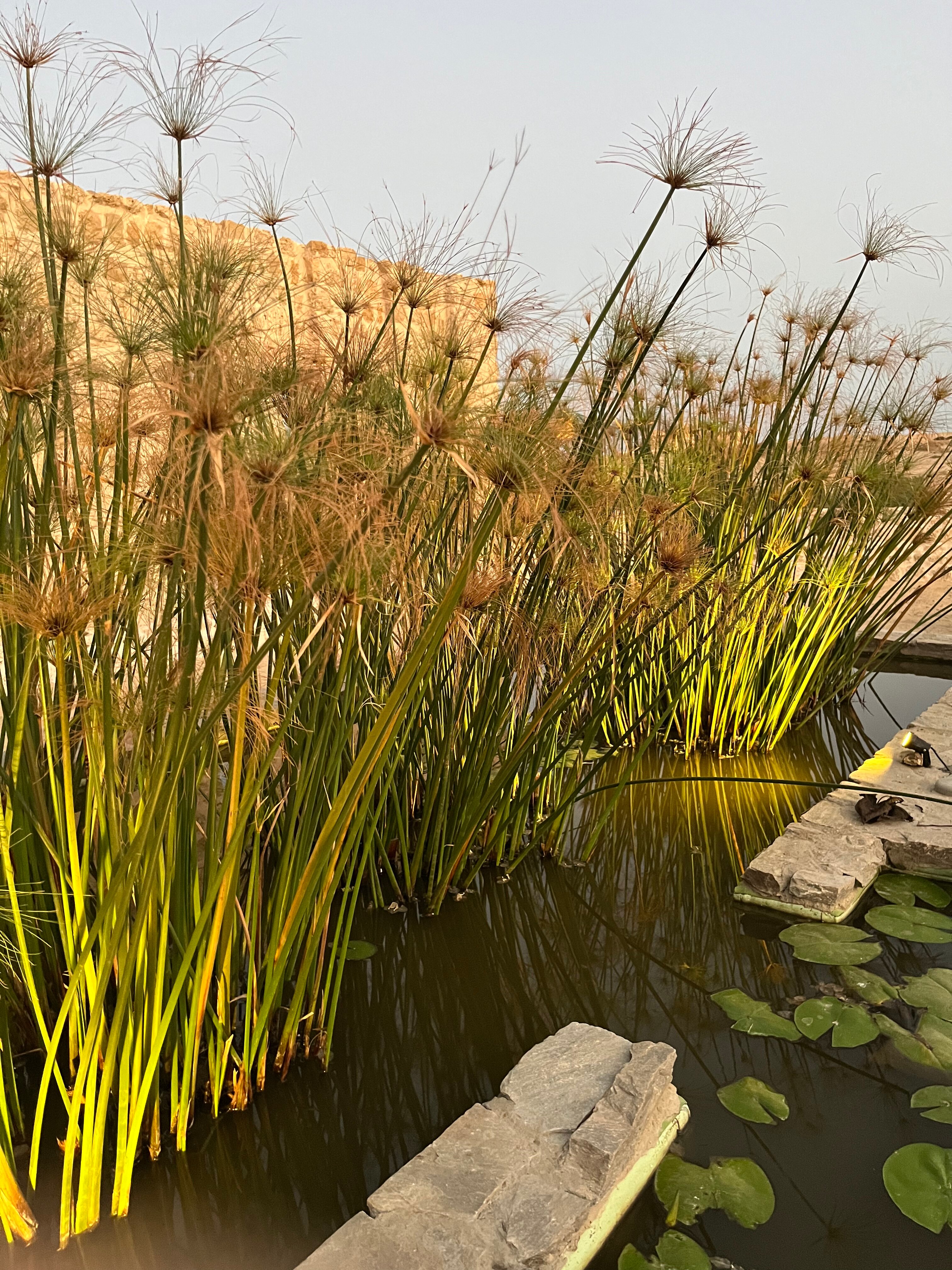 Фото Wadi Sabarah Lodge