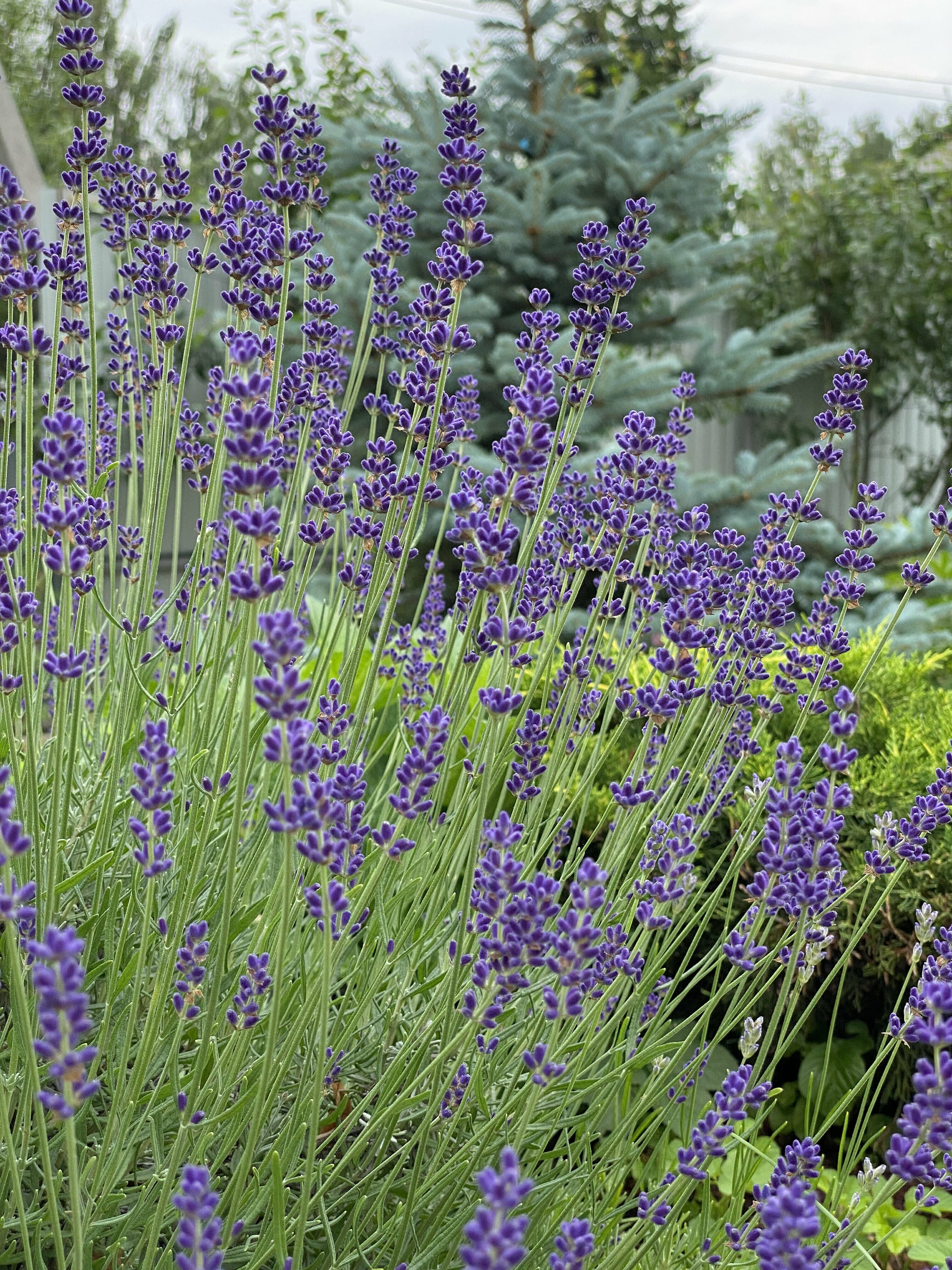 Фото Four Lions House