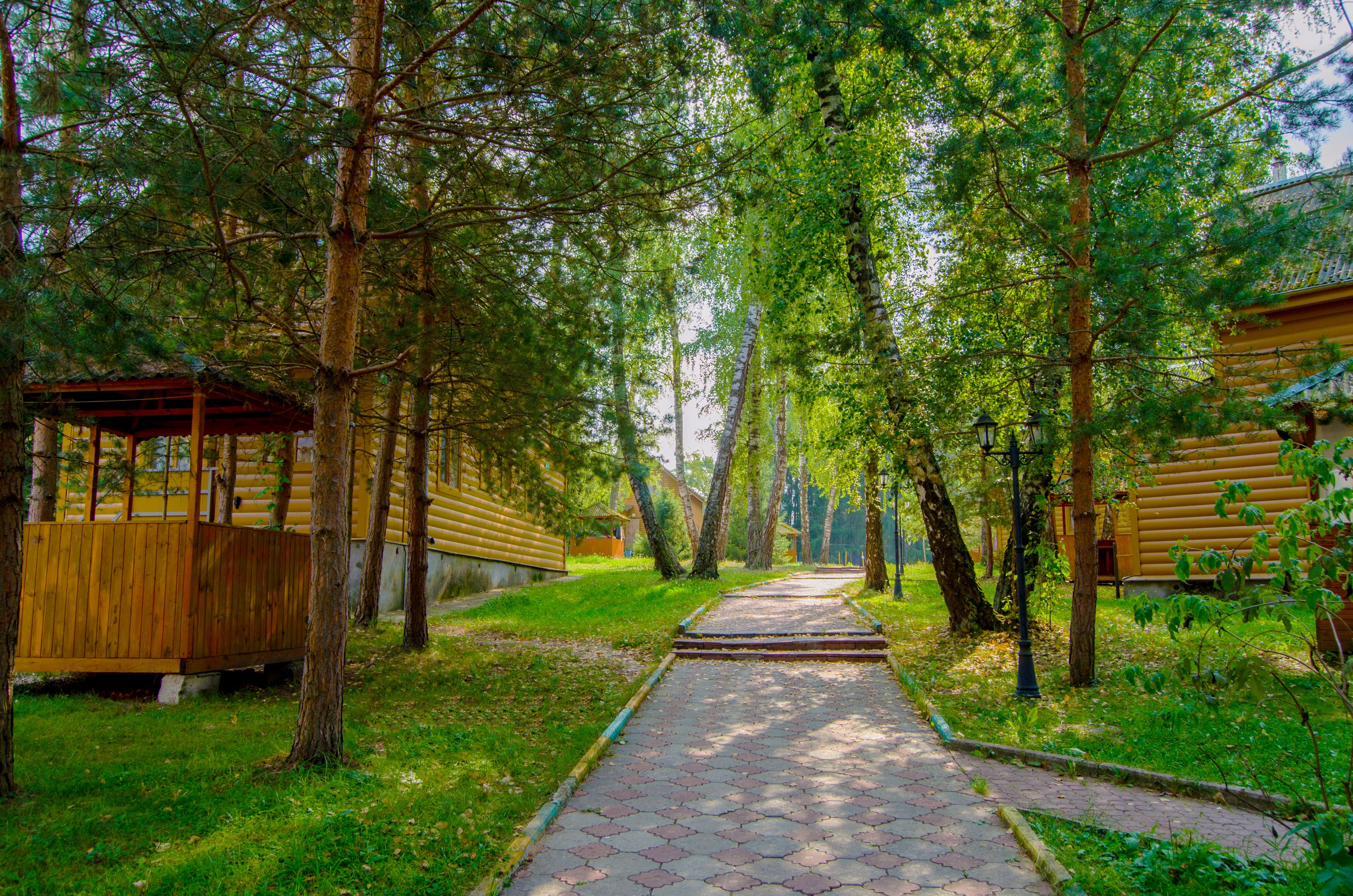 Фото Берёзовая роща