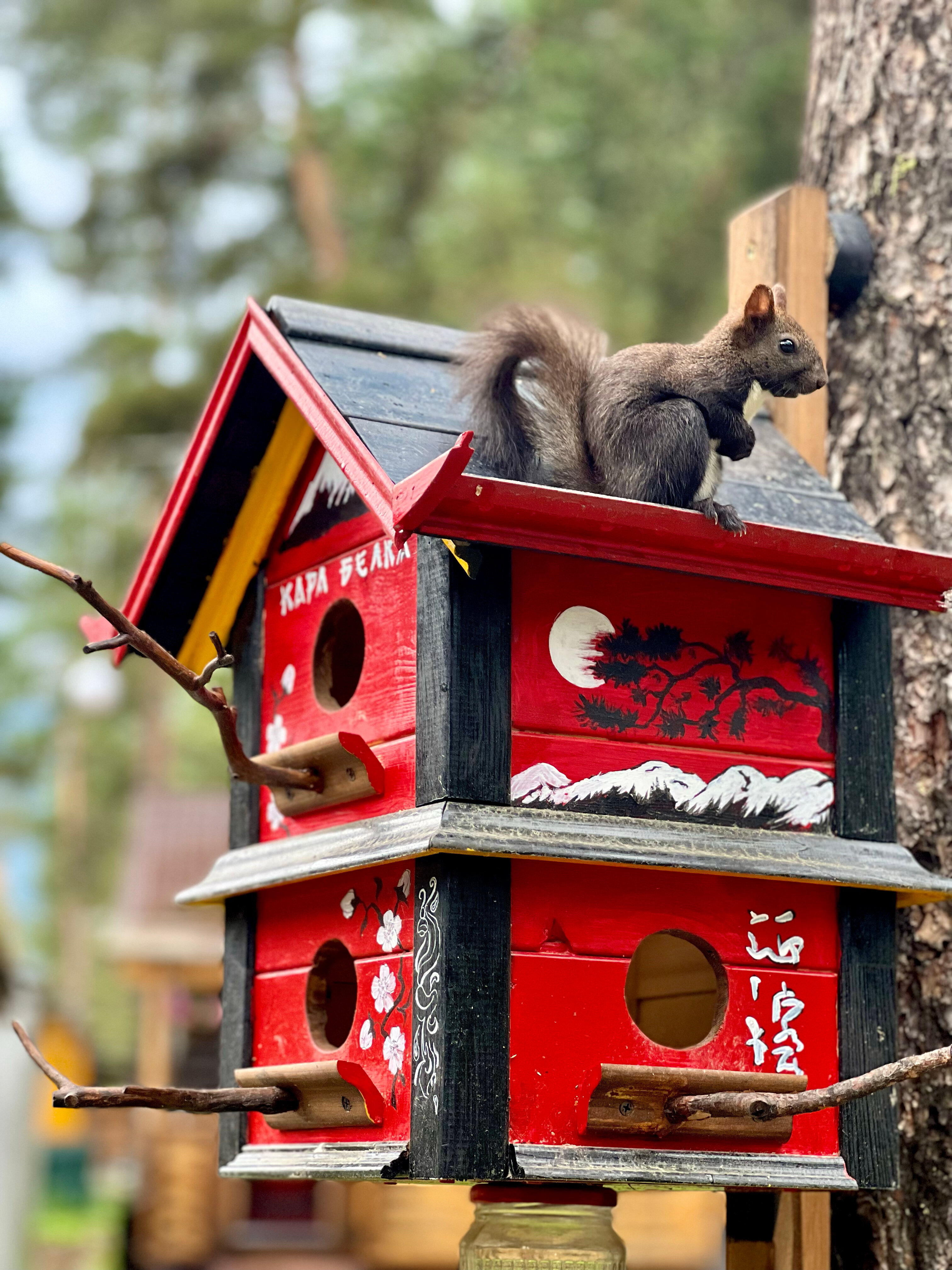 Фото КараБелка