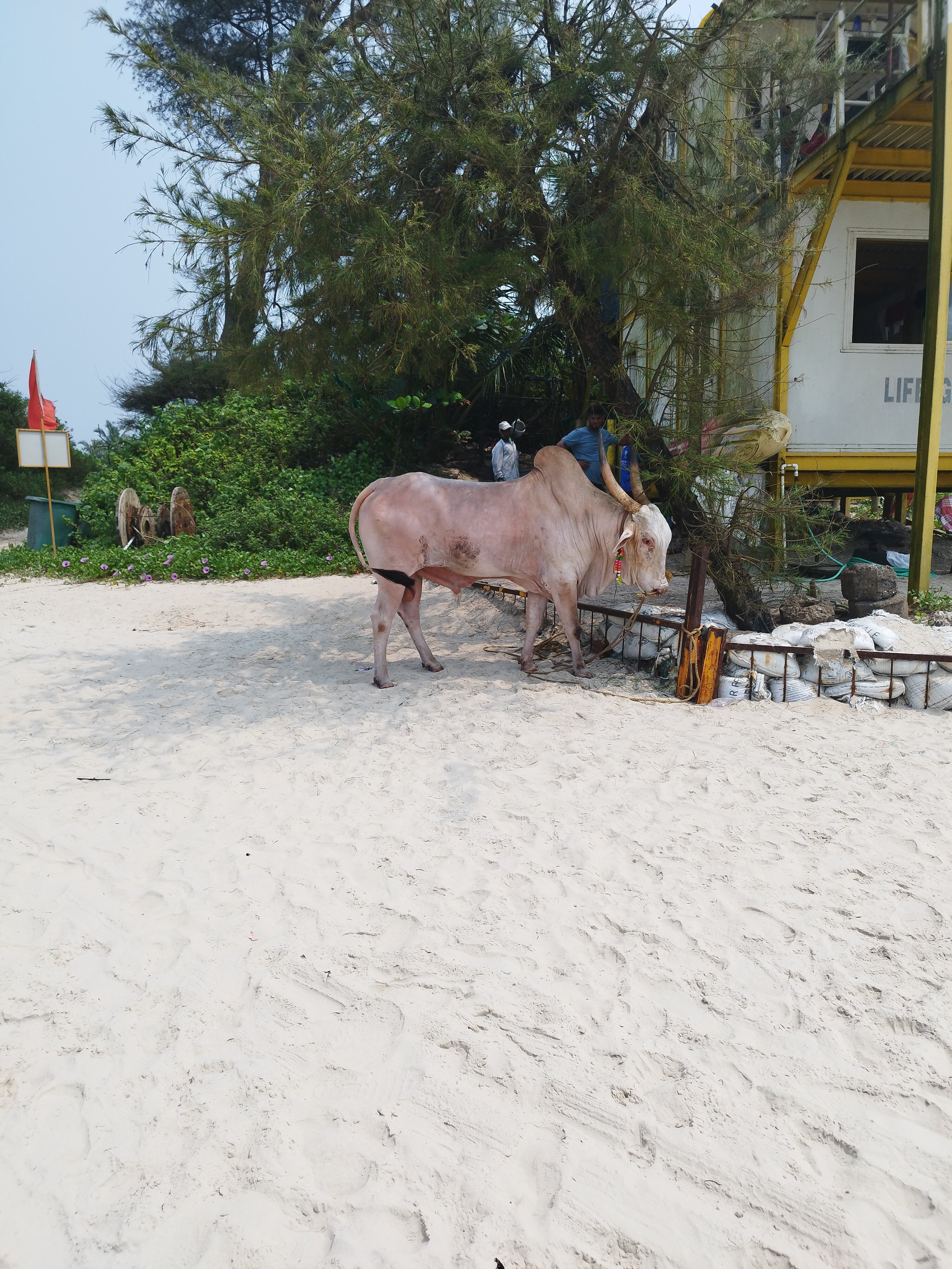 Фото Oyo 5583 Alagoa Resort