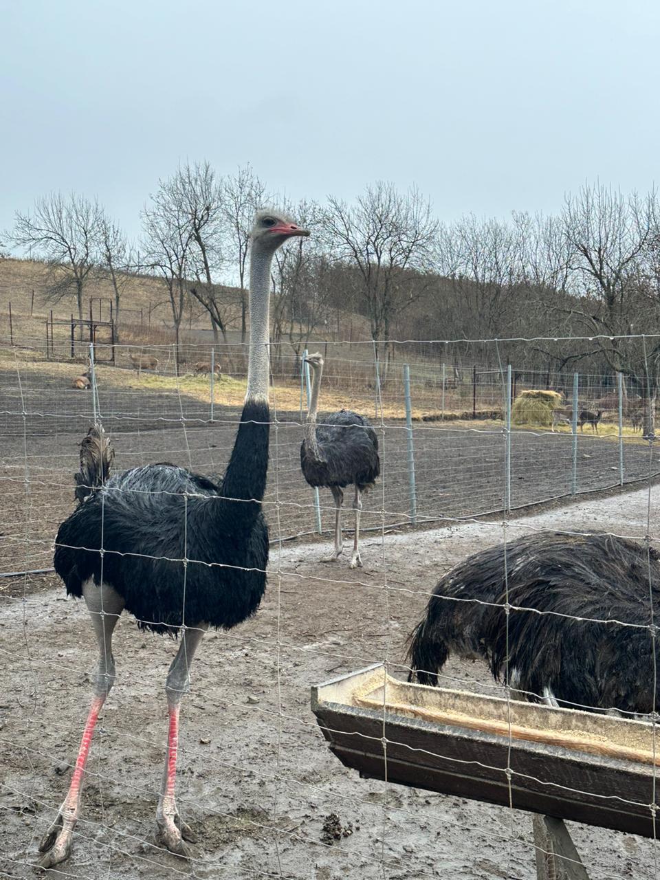 Фото Оленья ферма