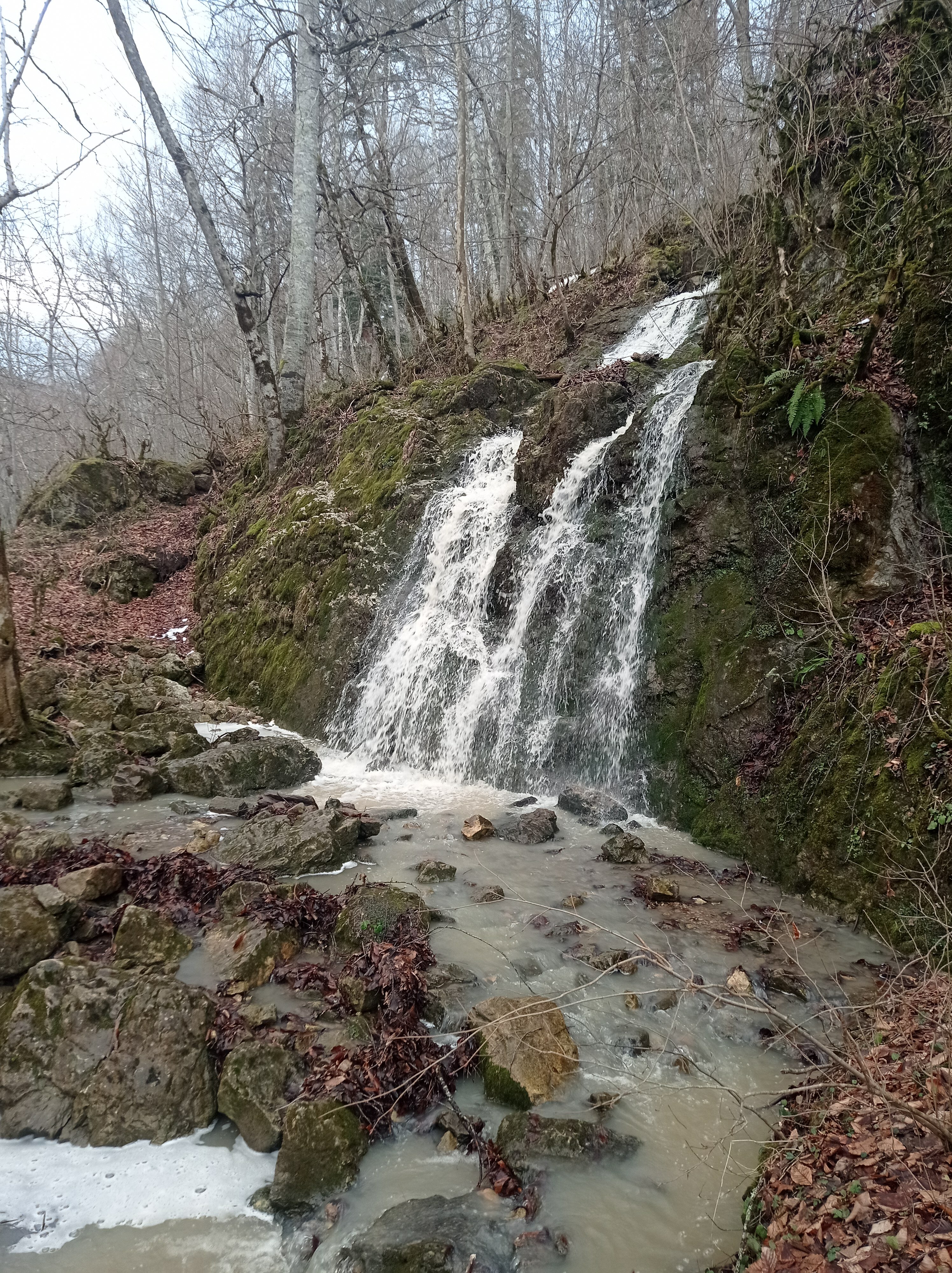 Фото Лесной