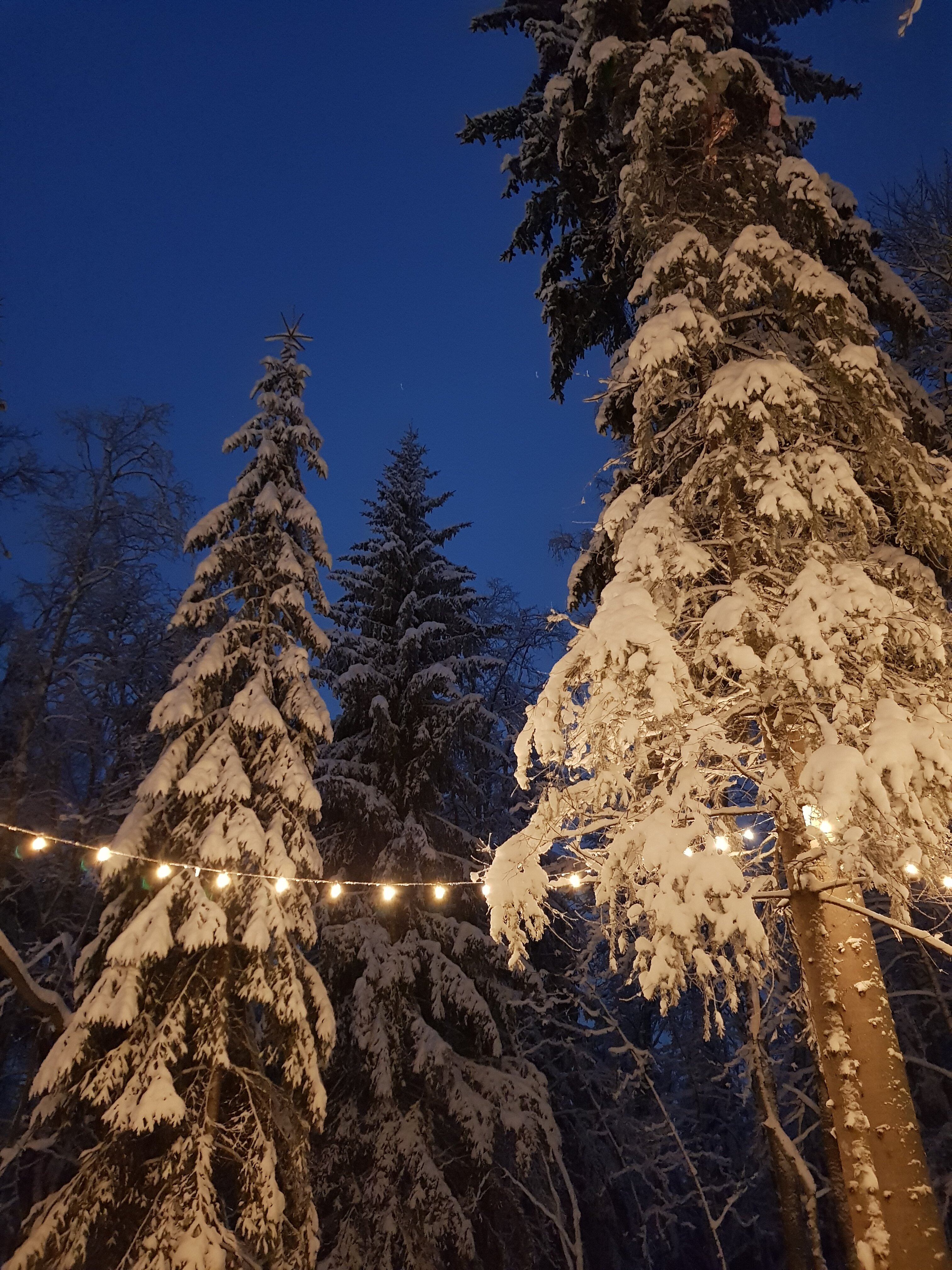 Фото Лес и Гора