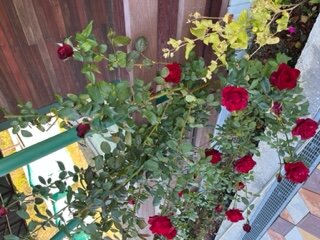 Фото Легенда