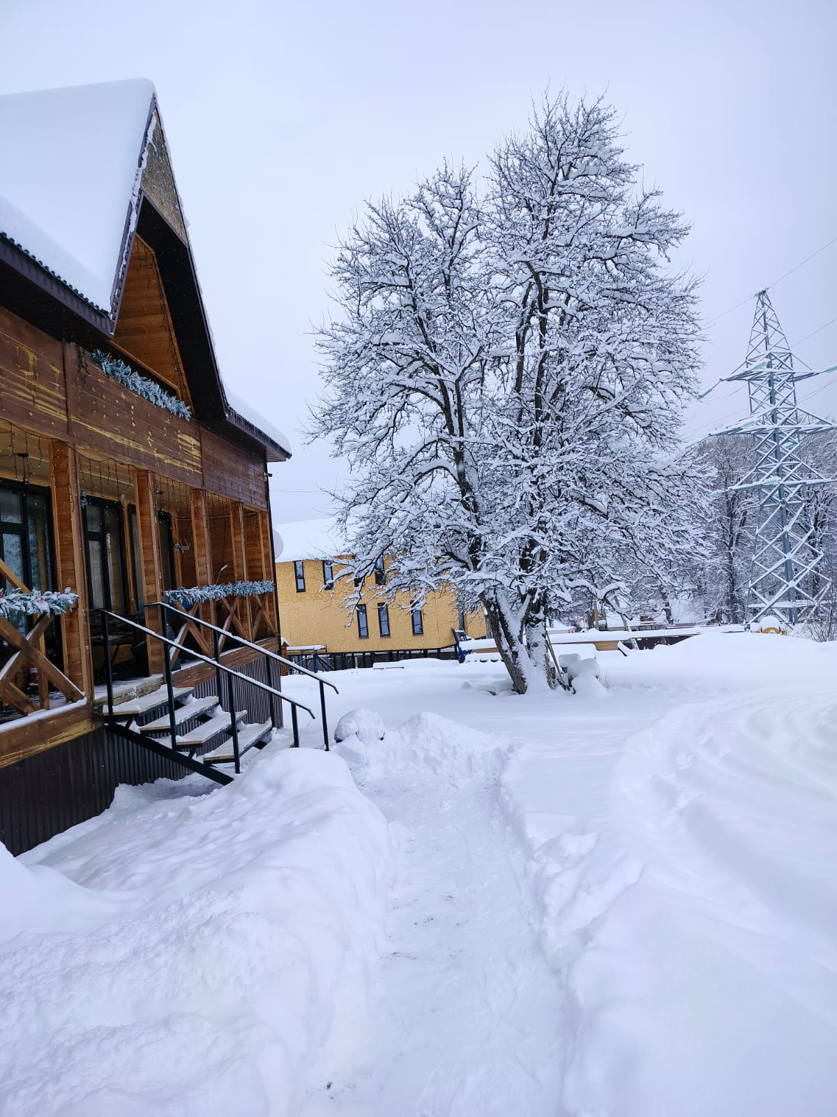 Фото Дикая груша