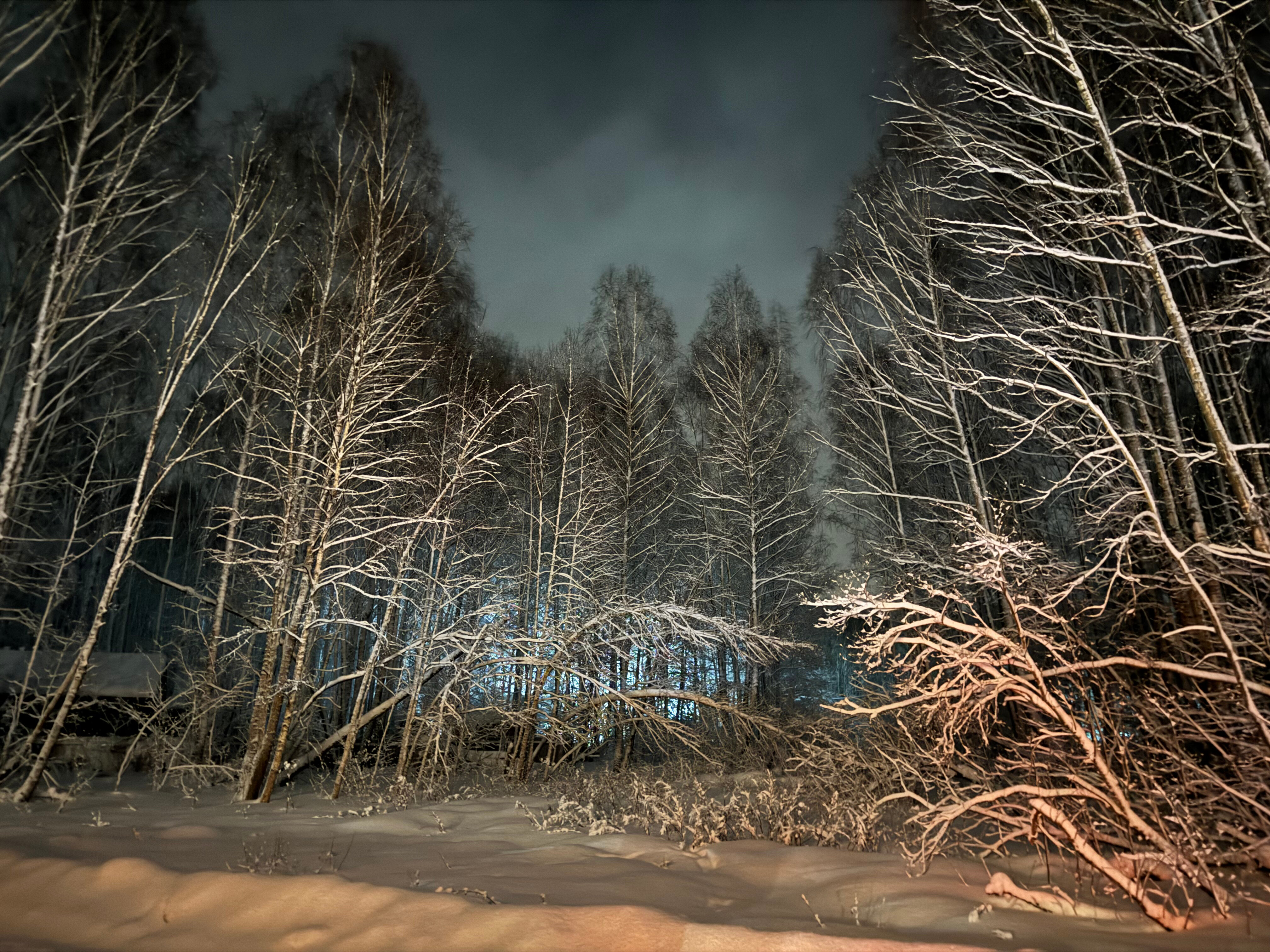 Фото Aframe Forest Home