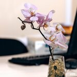 Social Lawyer (улица Комбрига Потапова, 12) ، خدمات قانونية