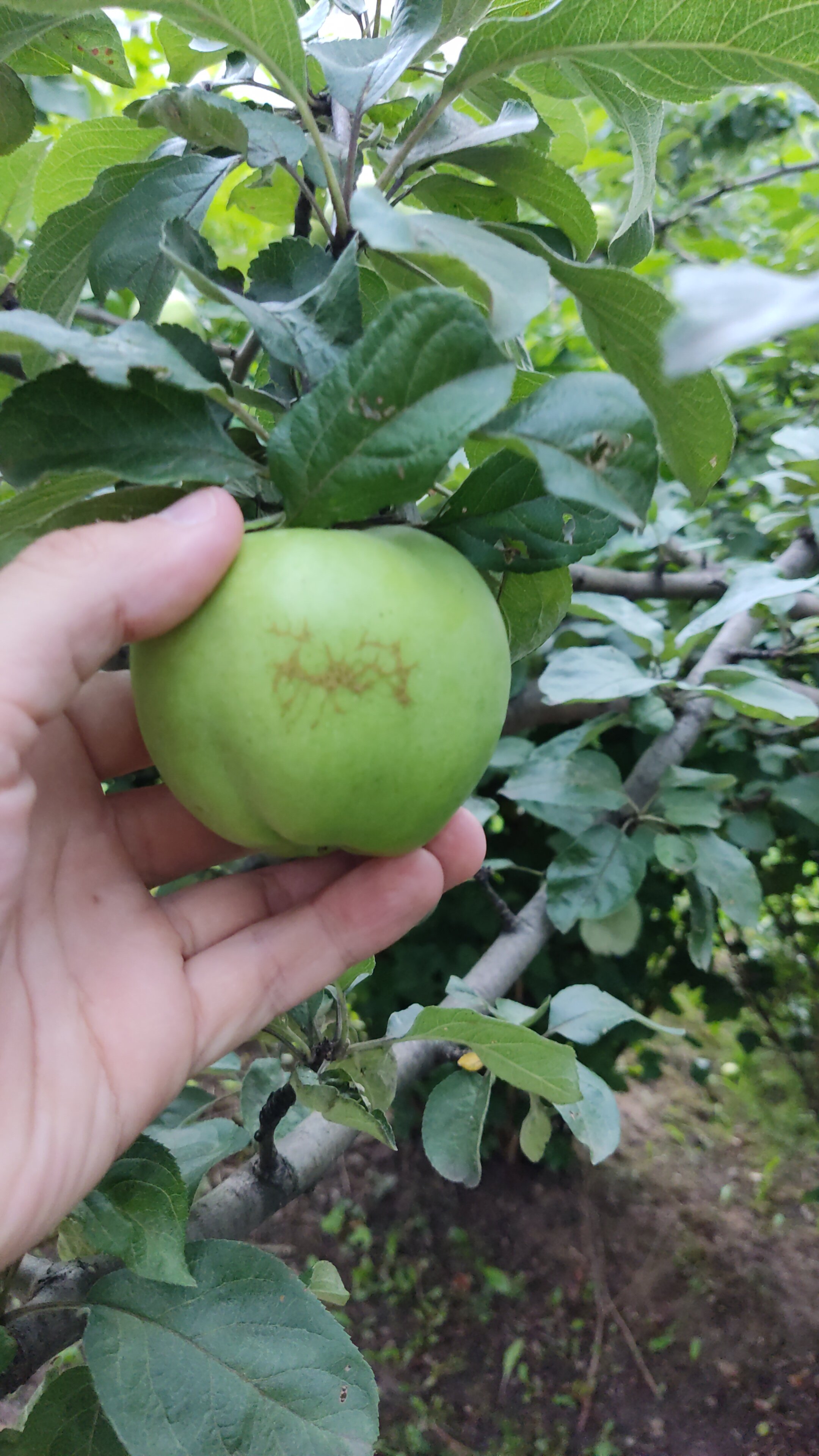 Фото Сапфир