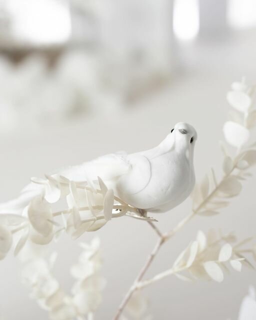 Photo studio Moz Photography, Dubai, photo