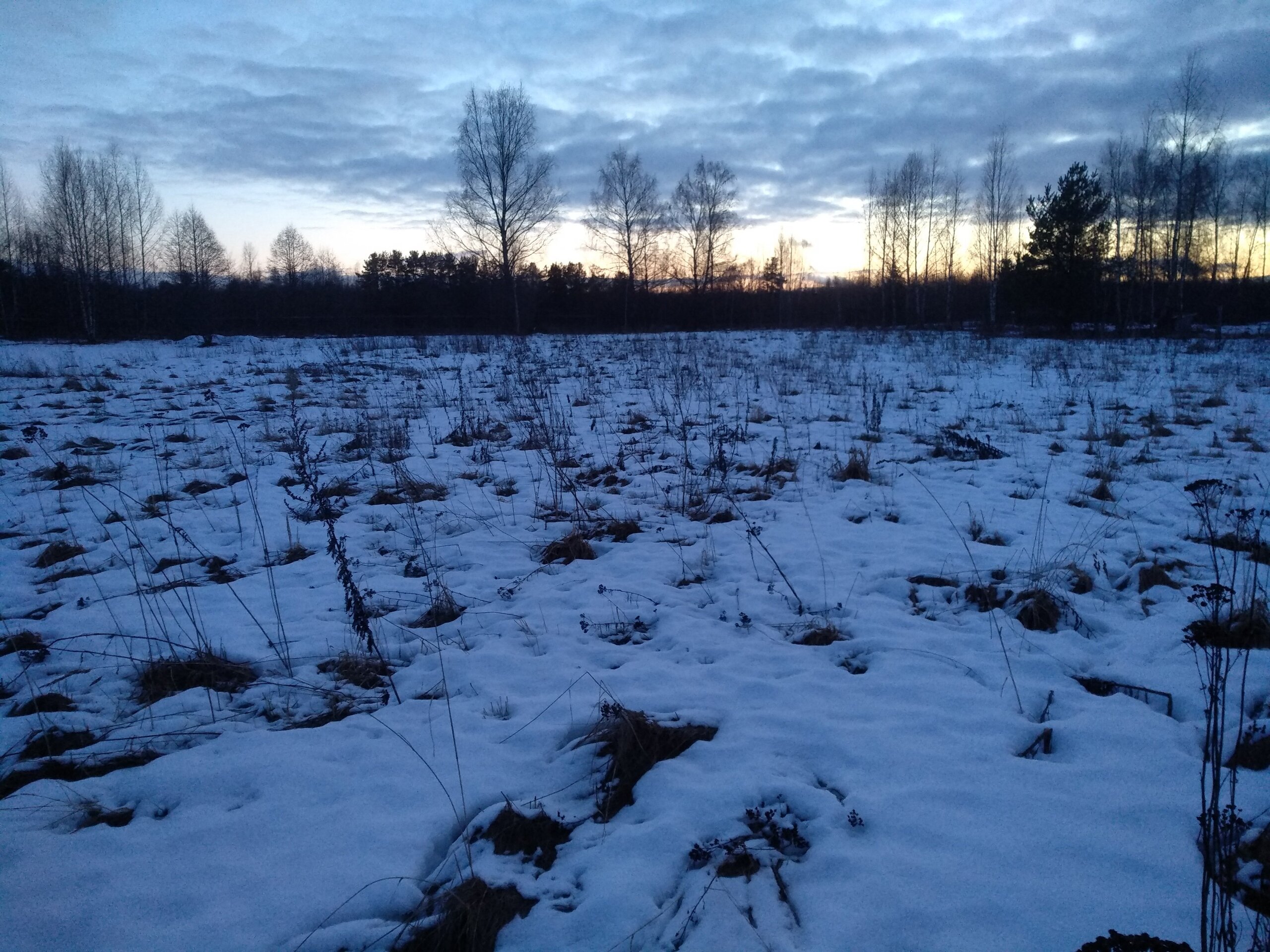 Фото Вьюлка