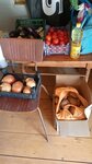 Продукты (село Стерегущее, Береговая улица, 2), grocery