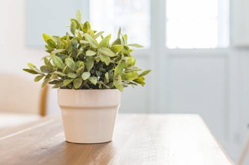 Фото Apartamentos Suites Santa Cruz