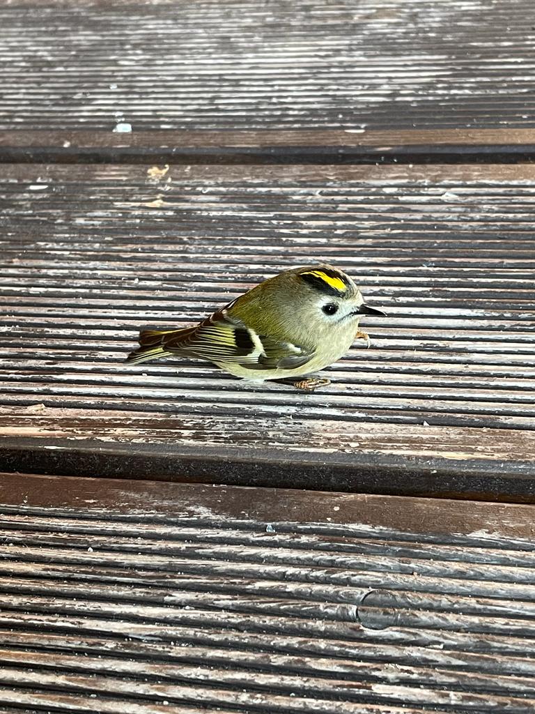 Фото Парк-отель Маякоvsкий