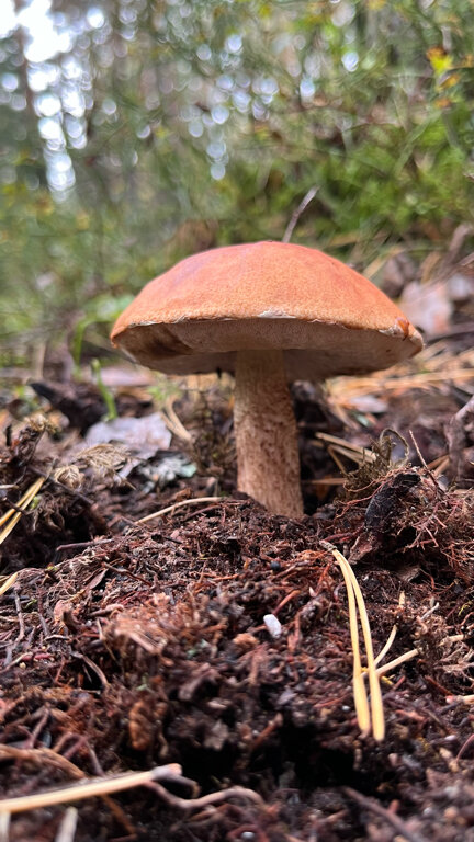 Фото Seliger Soul