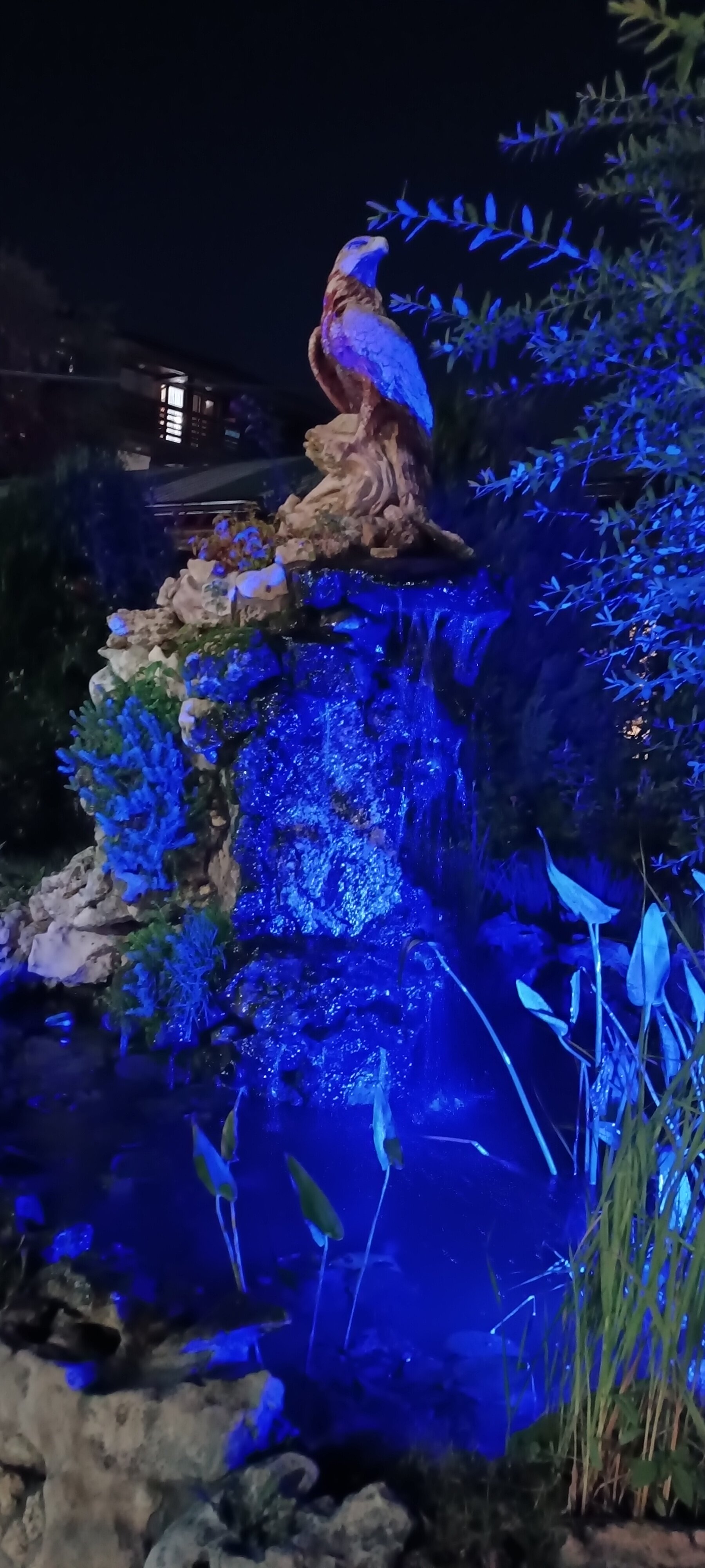 Фото Афалина