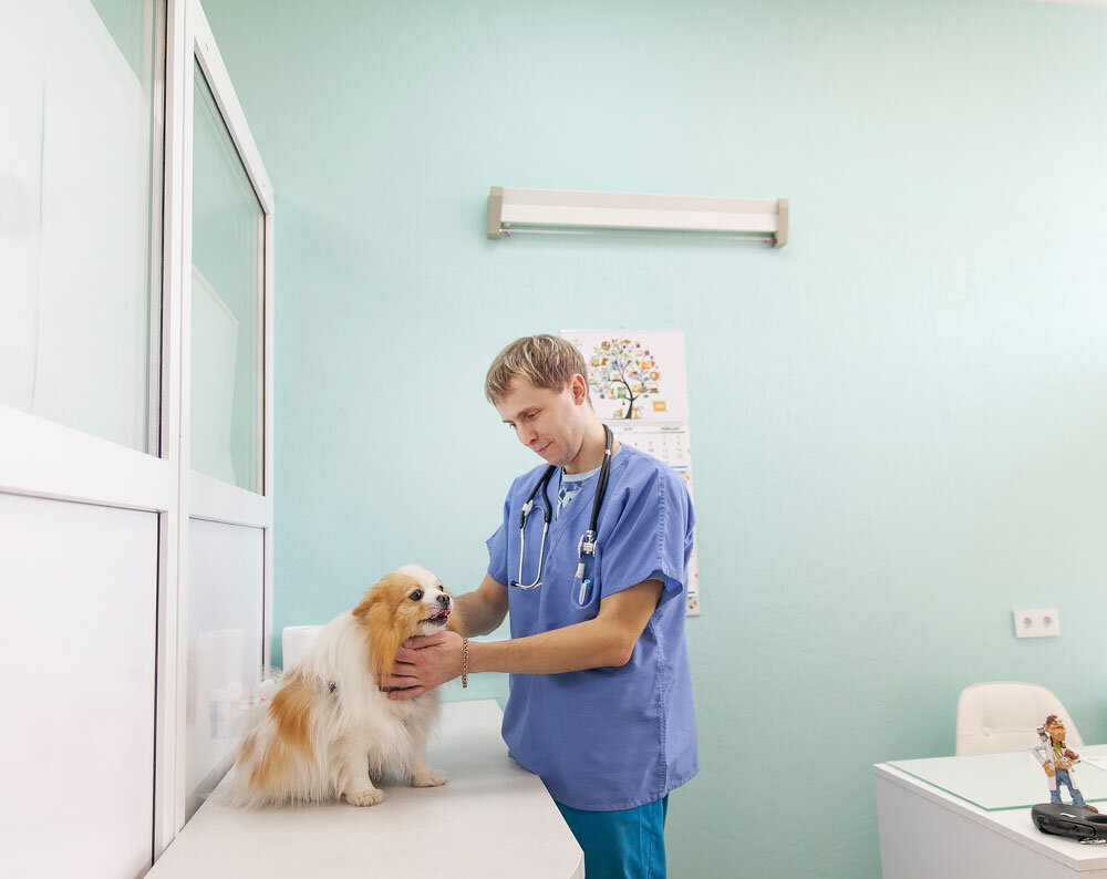 Clínica veterinaria Veterinary clinic A-Vet, , foto