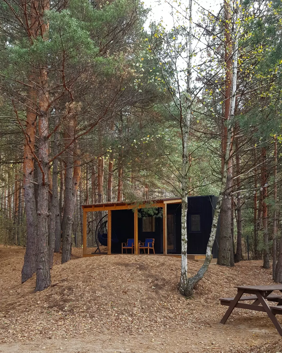 Фото Место под соснами