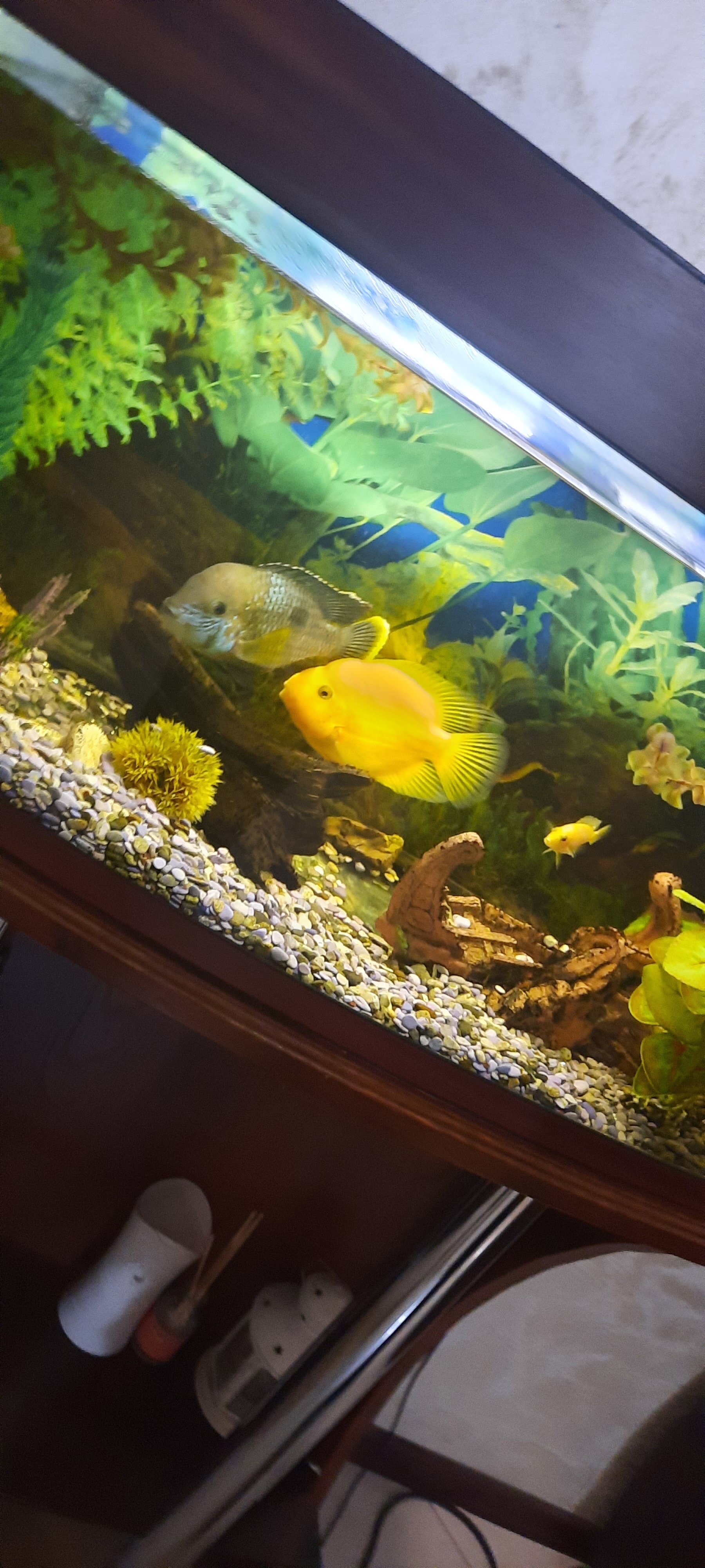 Фото Кристалл палас