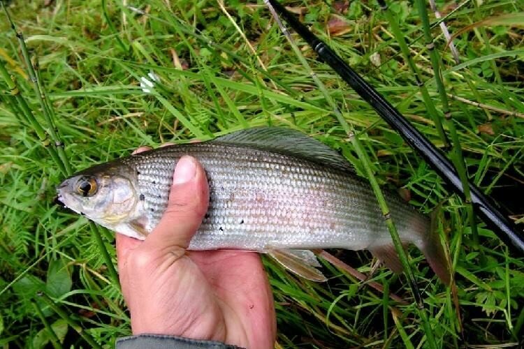 Фото Чедоев привал