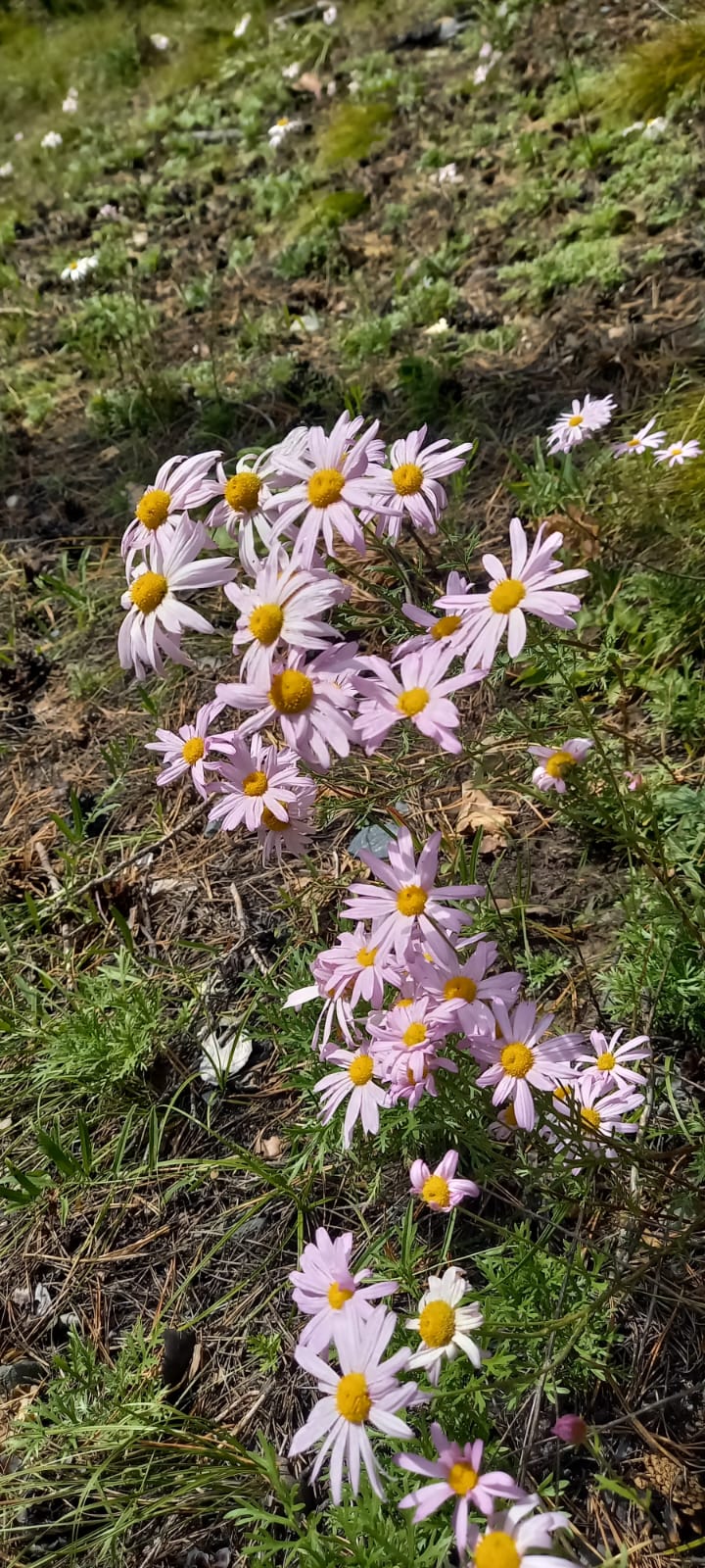 Фото Домик в Чемале