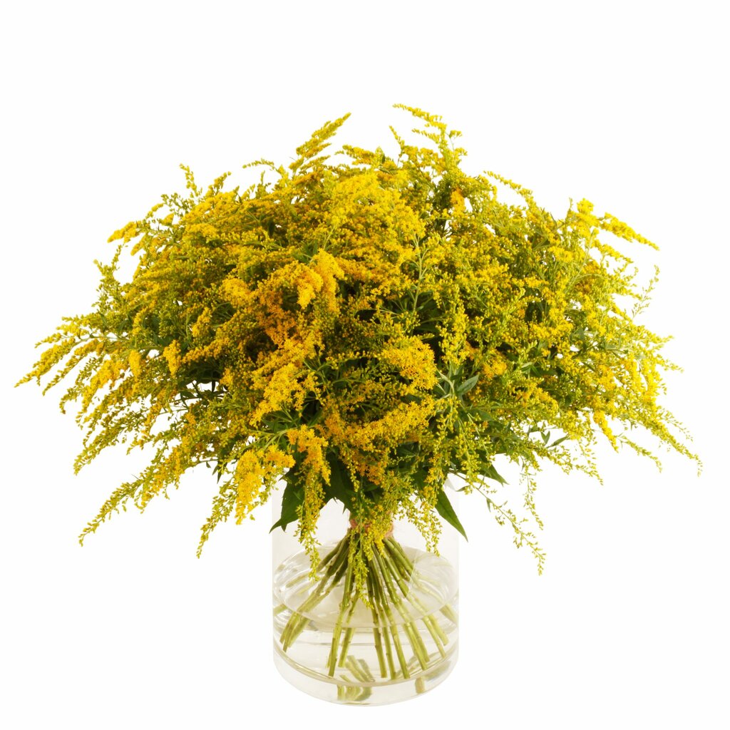 Flower shop Florius Fresh & Colourful, Dubai, photo