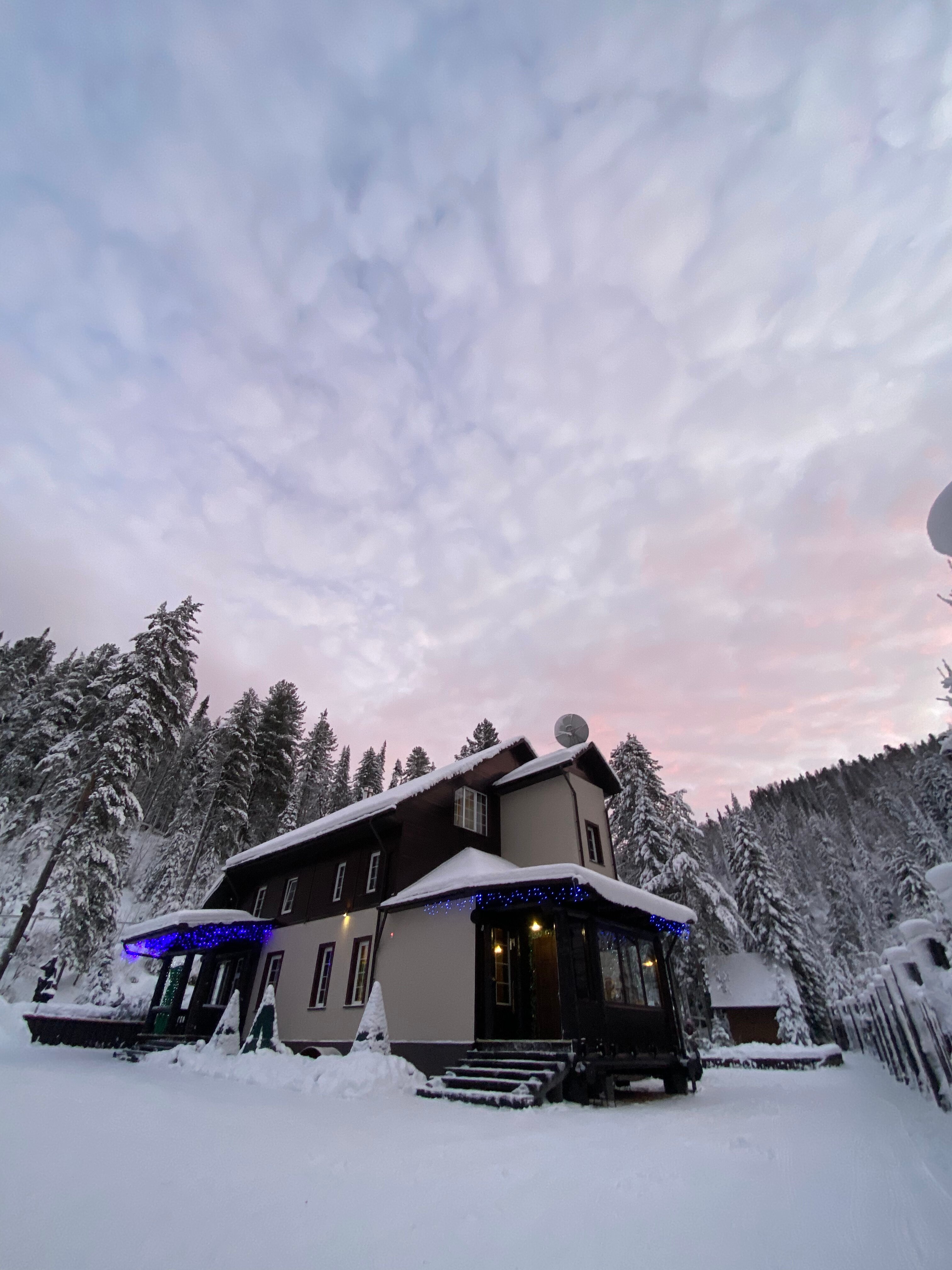 Фото Леонтоподиум